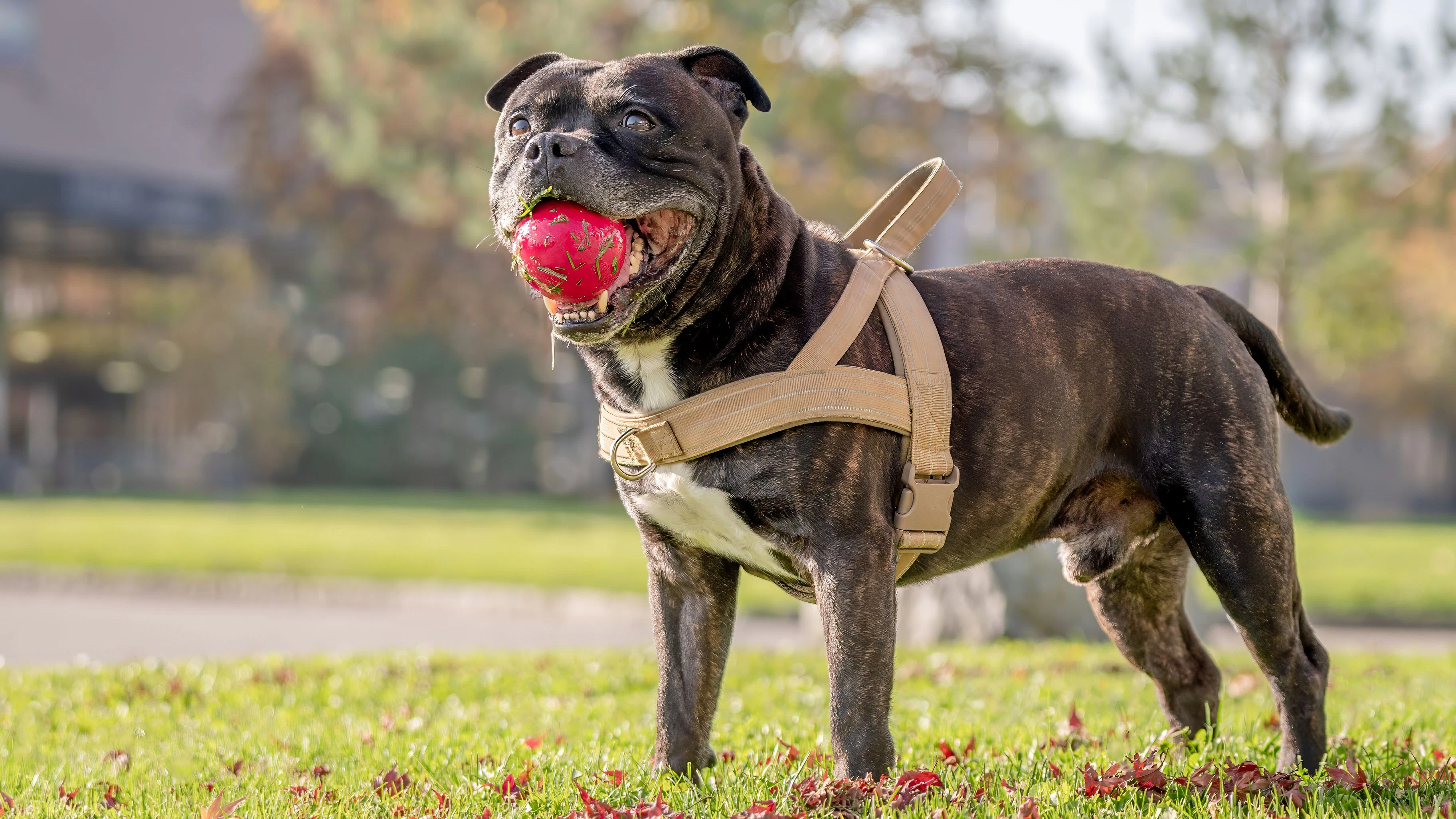 Bei dem Hund soll es sich um einen American Staffordshire Terrier handeln.