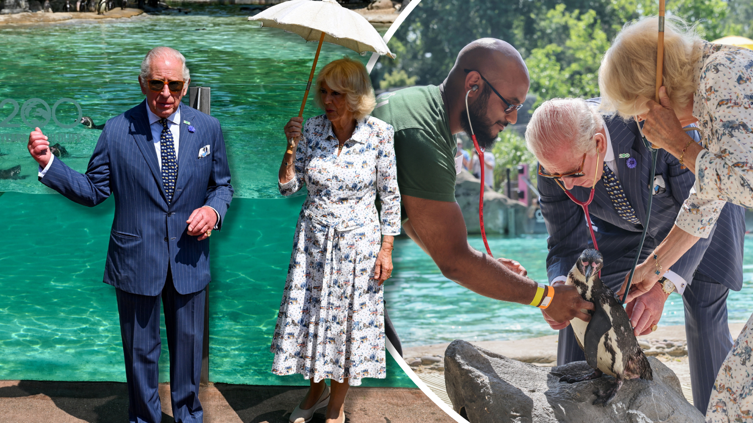 Heute.at - Charles & Camilla wollen plötzlich Pinguin-Herzen hören