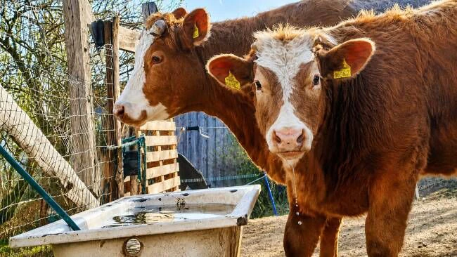 Diese Kuh wurde mit ihrem Kalb vom Schlachter gerettet. Wir haben darüber berichtet. 