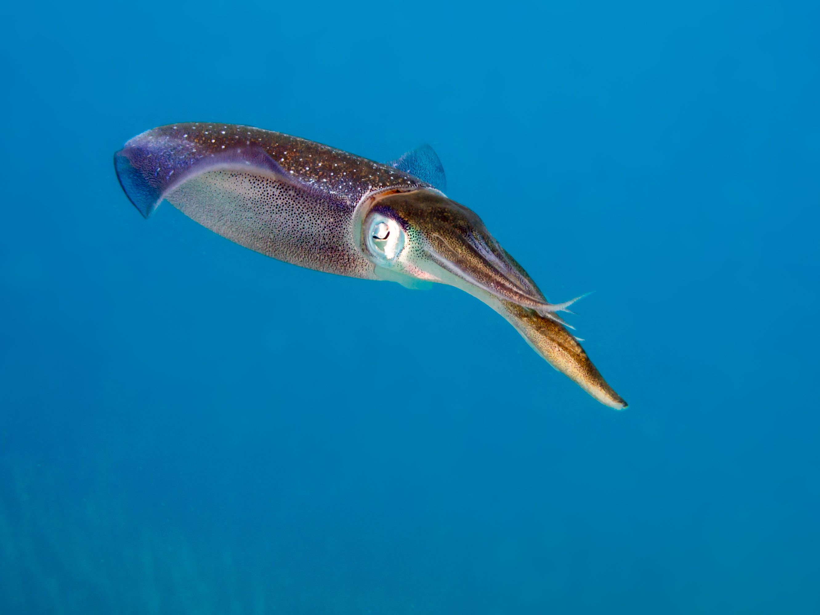 Sind Tintenfische bald unfähig, um auf die Jagd zu gehen?
