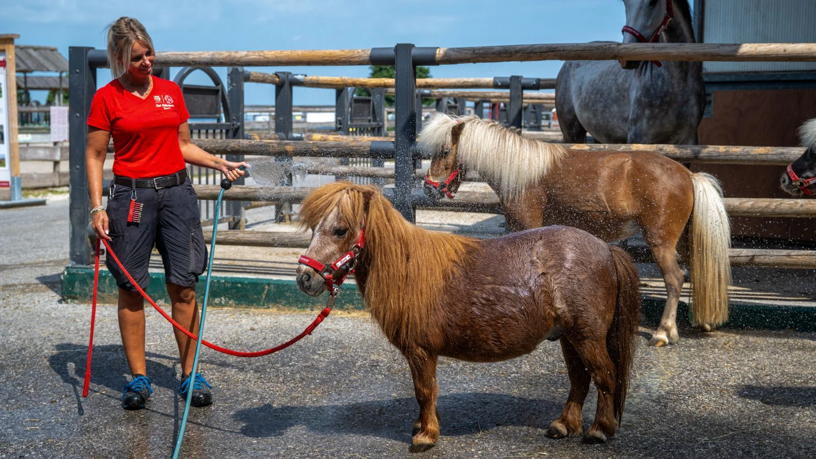 Eine kühle (nicht eiskalt) Dusche lassen sich Pferde und Ponys in der Sommerhitze gerne gefallen. 