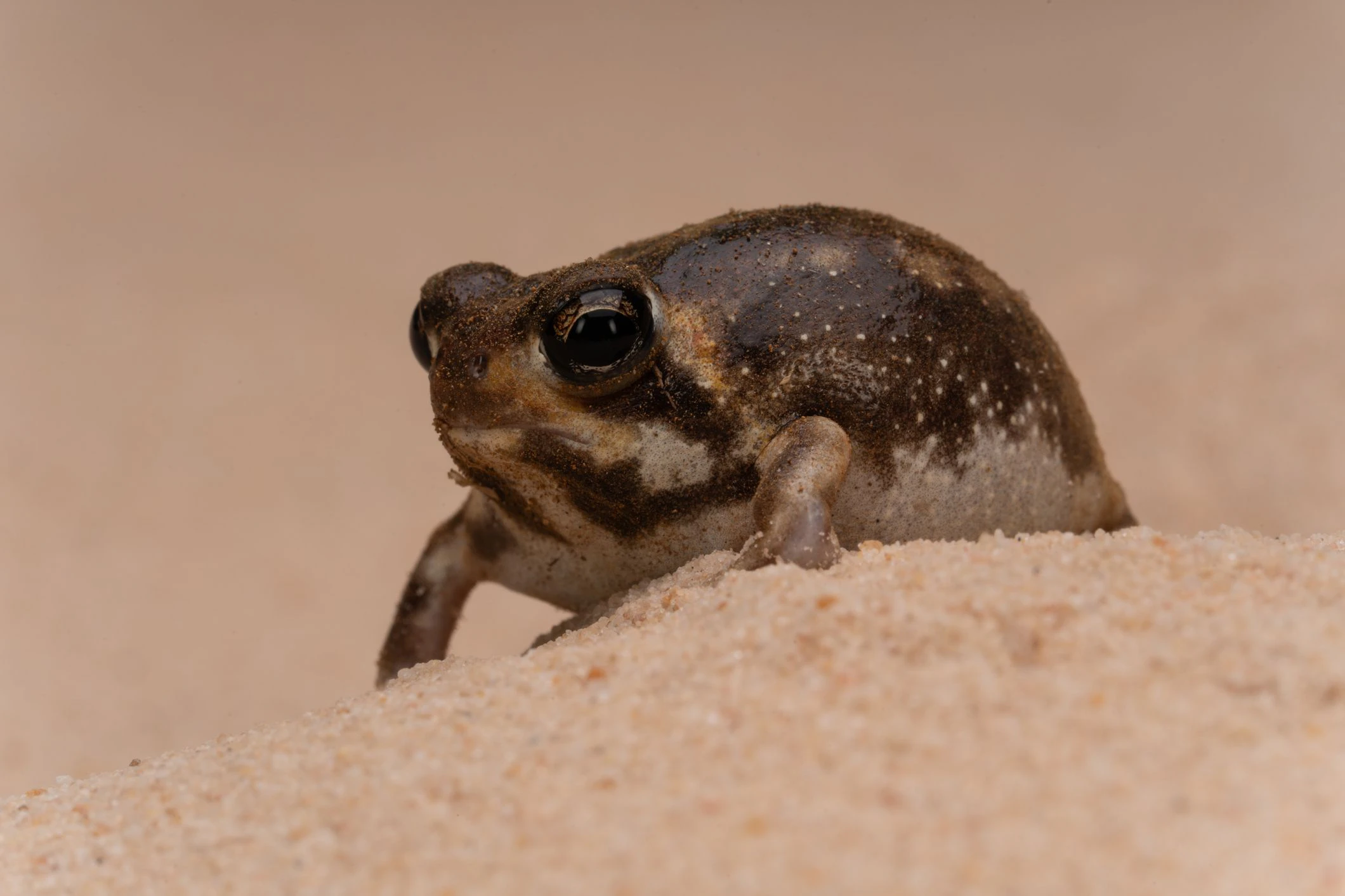 Der Wüstenregenfrosch, an sich ein Überlebenskünstler, ist in seiner Existenz durch den immer stärker ausufernden Diamantbergbau gefährdet