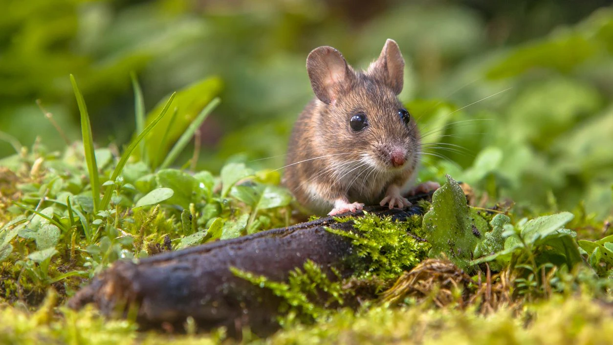 Die Blattohrmaus ist ein echter Überlebenskünstler. 