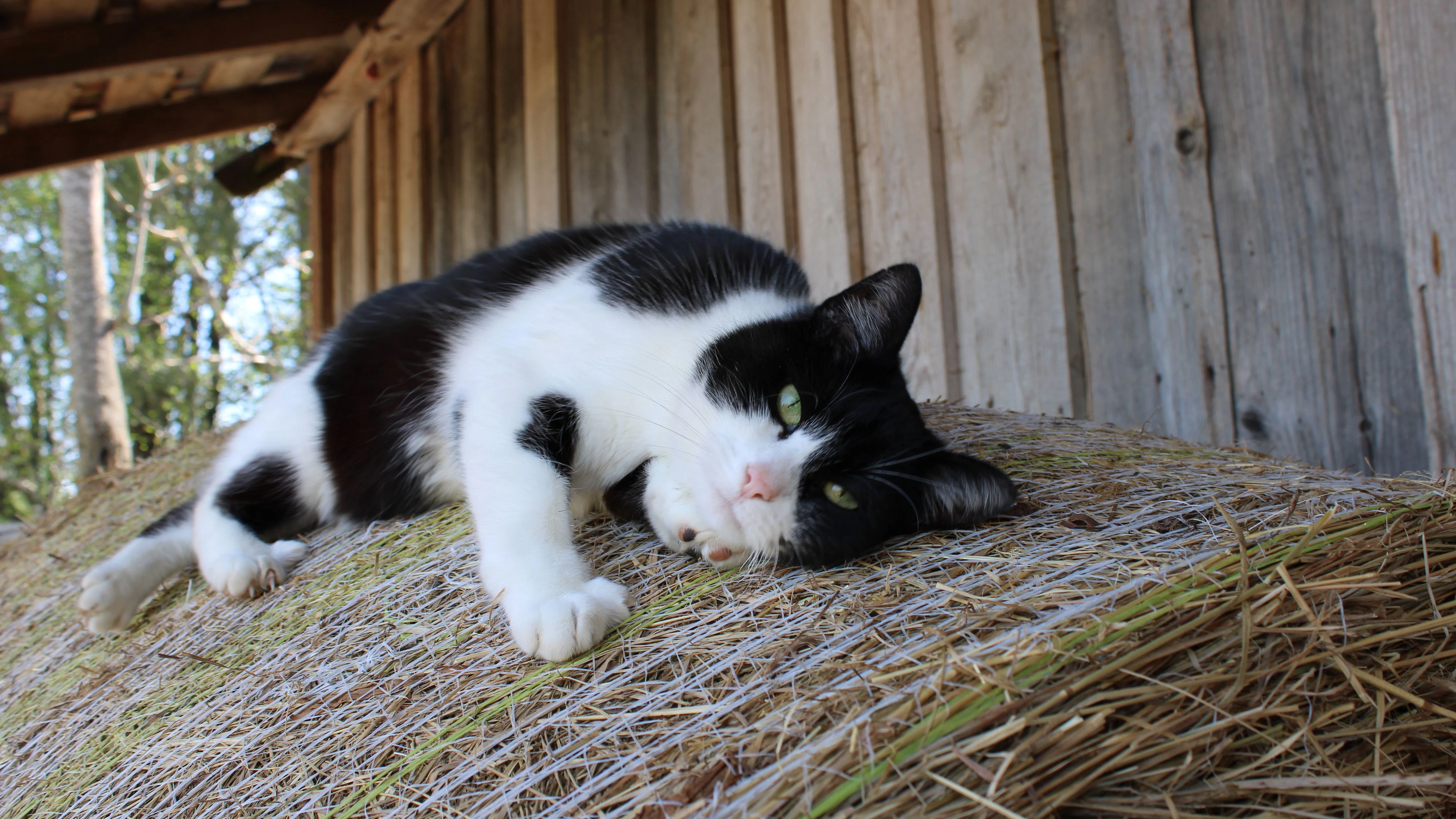 Auch Katzen und Hunde gehören mit zu den Schützlingen. Teilweise mit Handicap, teilweise "nur" ungewollt. Hier am Foto siehst du Hofkatze "Popolina".