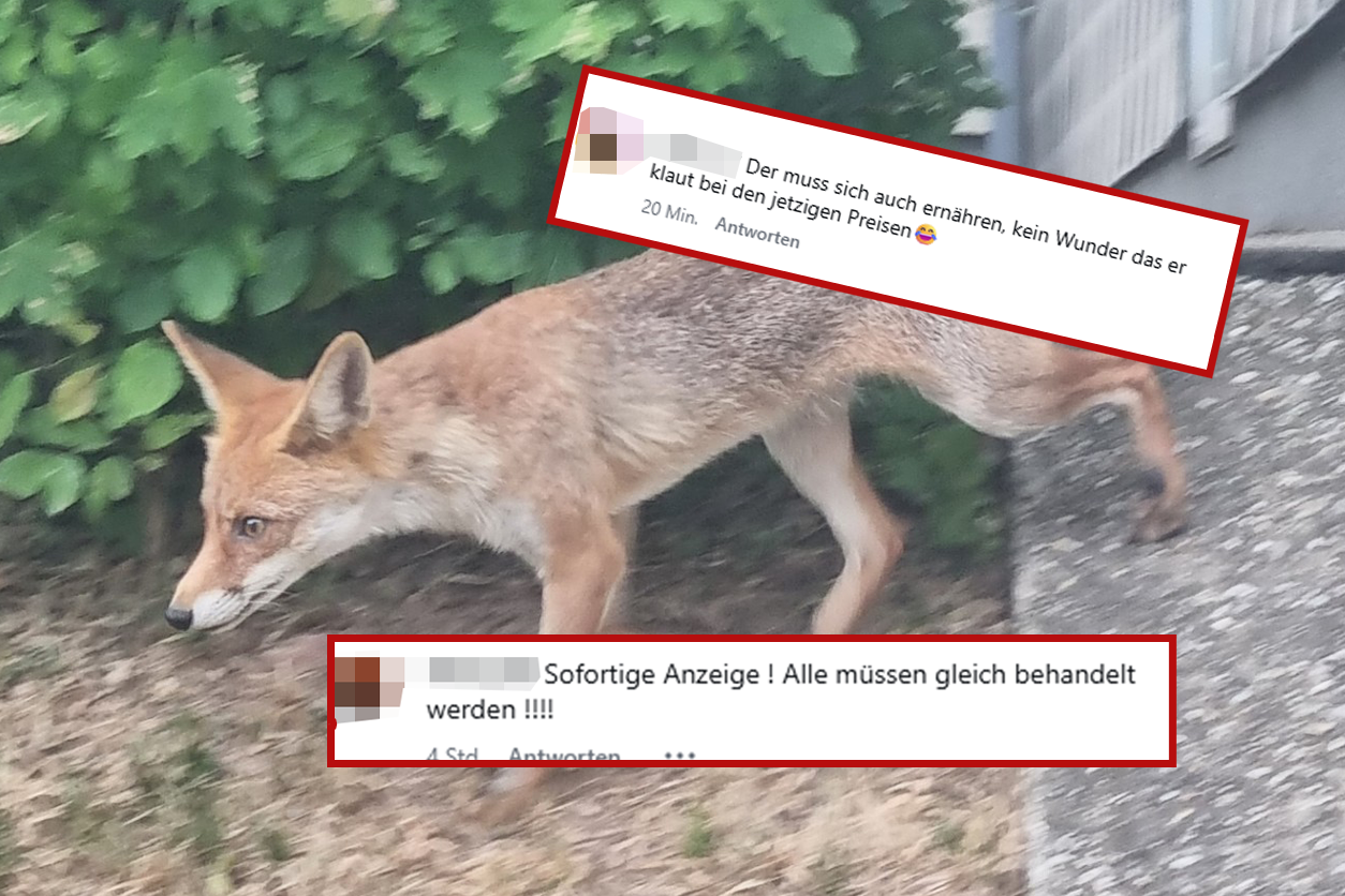 Der Fuchs rief nicht nur die Polizei an den Tag, sondern sorgte auch für Lacher.