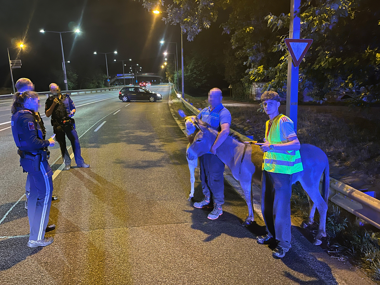 Heute.at - Zwei Esel sorgen für Polizei-Einsatz auf Autobahn