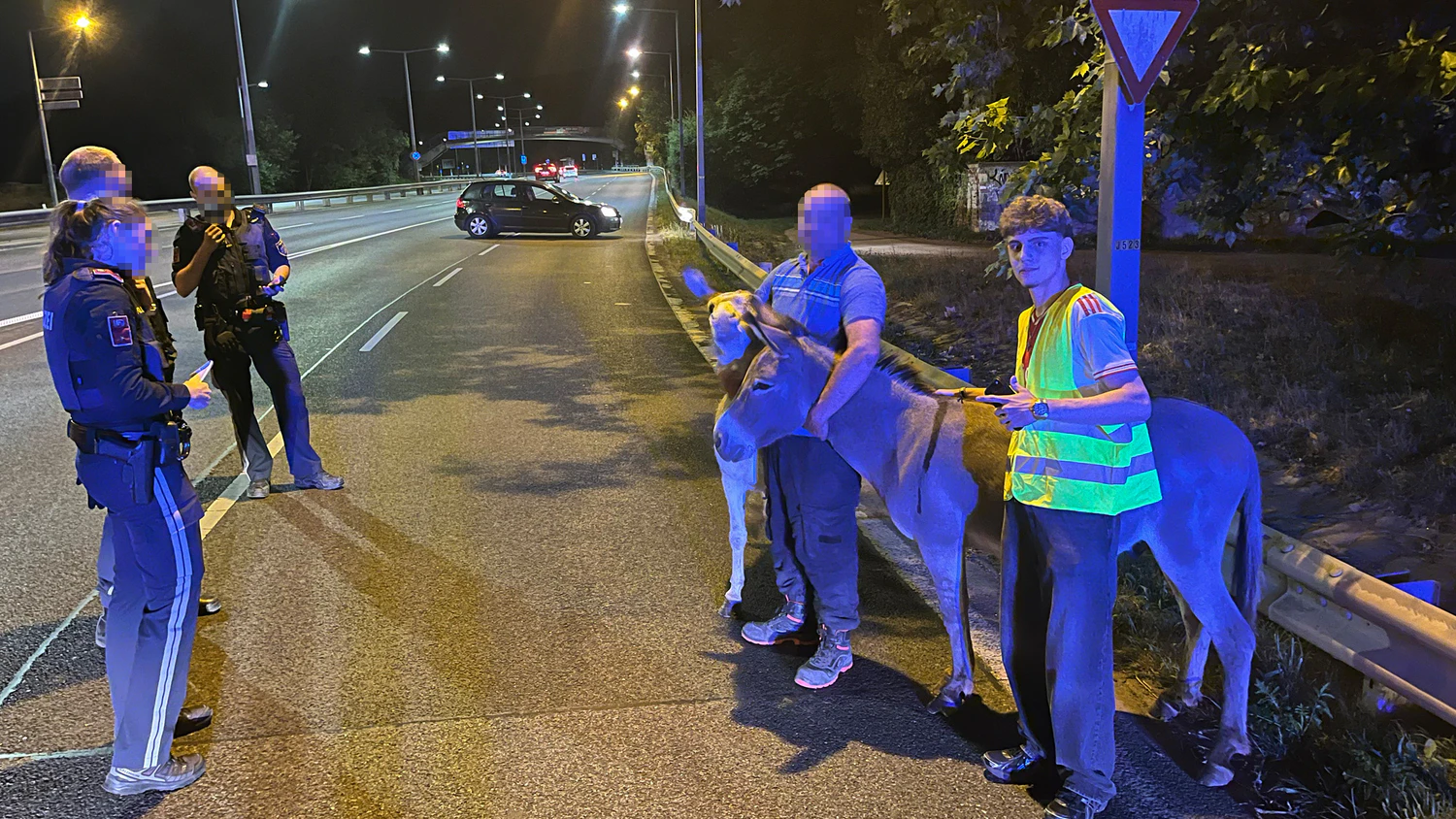 Heute.at - Zwei Esel sorgen für Polizei-Einsatz auf Autobahn