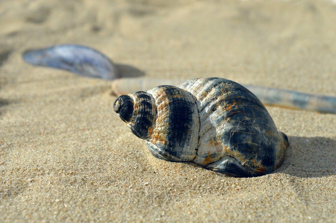 Muschelschale am Strand
