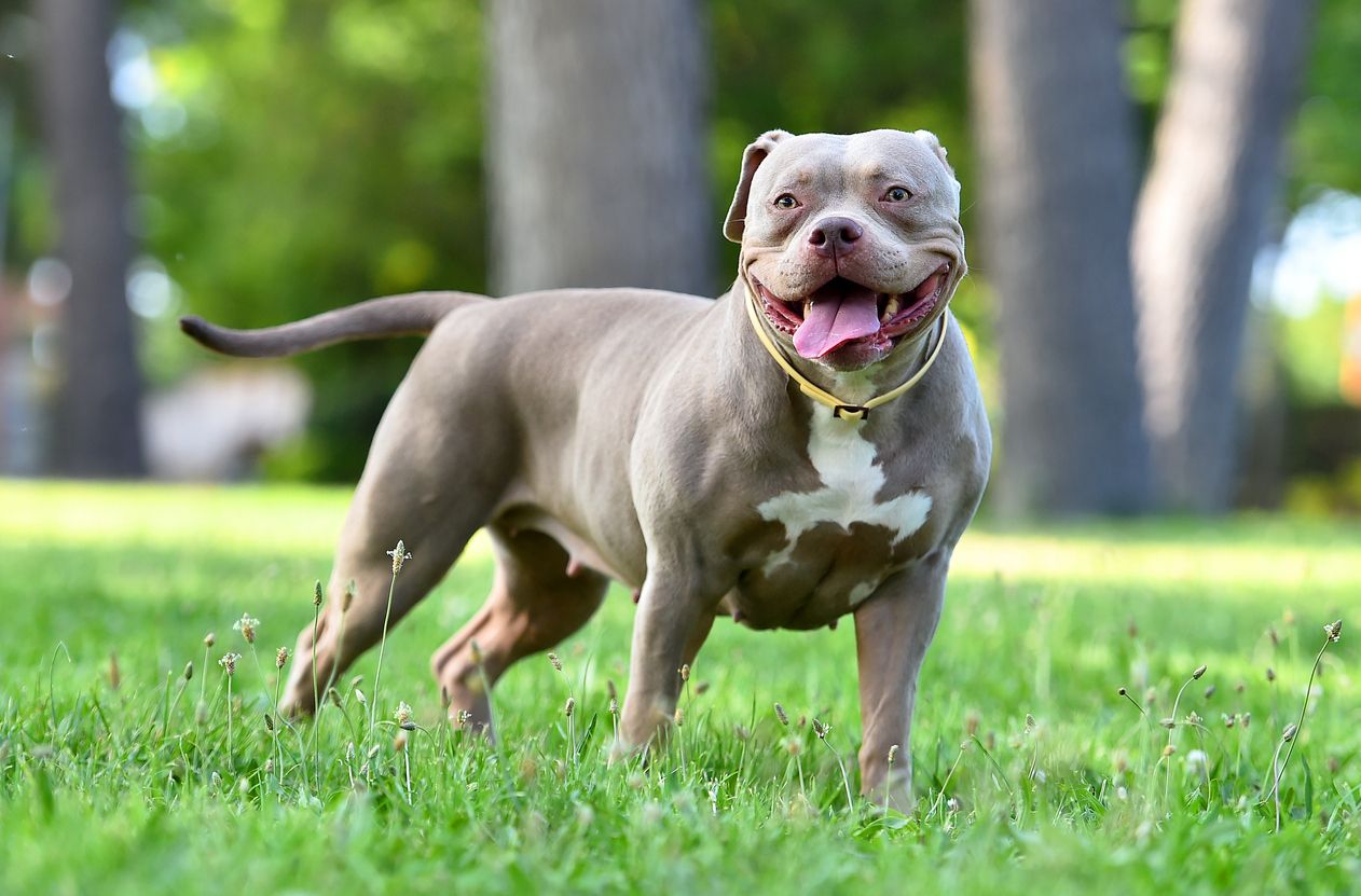 Ein American Staffordshire Terrier hat eine Vierjährige totgebissen.