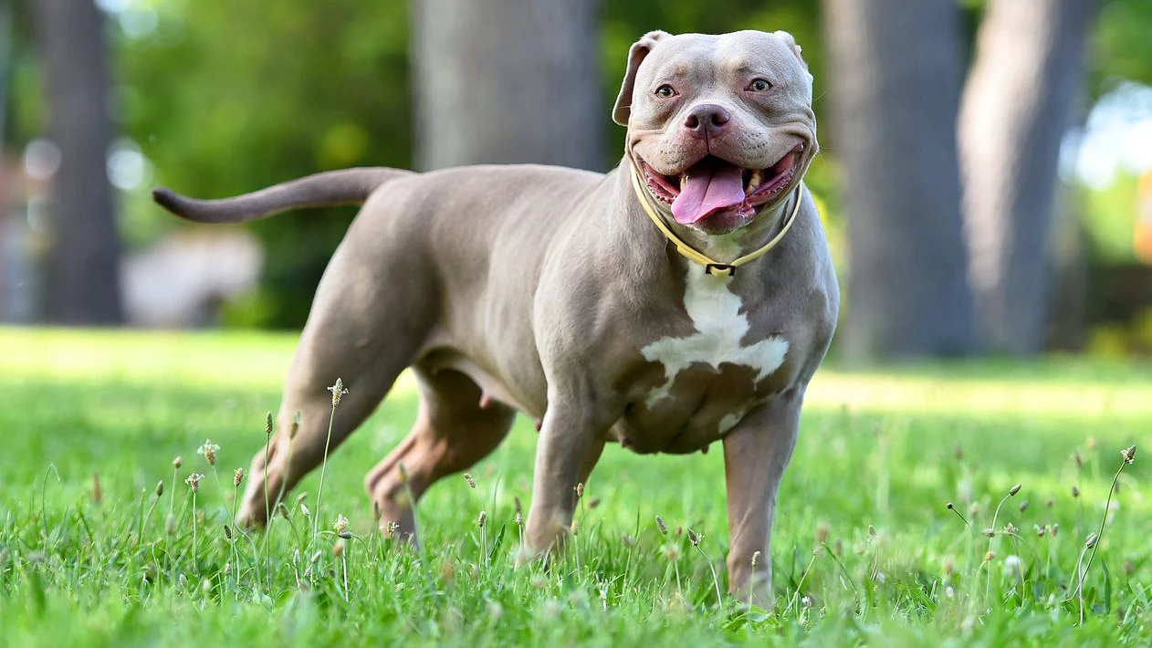 Ein American Staffordshire Terrier hat eine Vierjährige totgebissen.