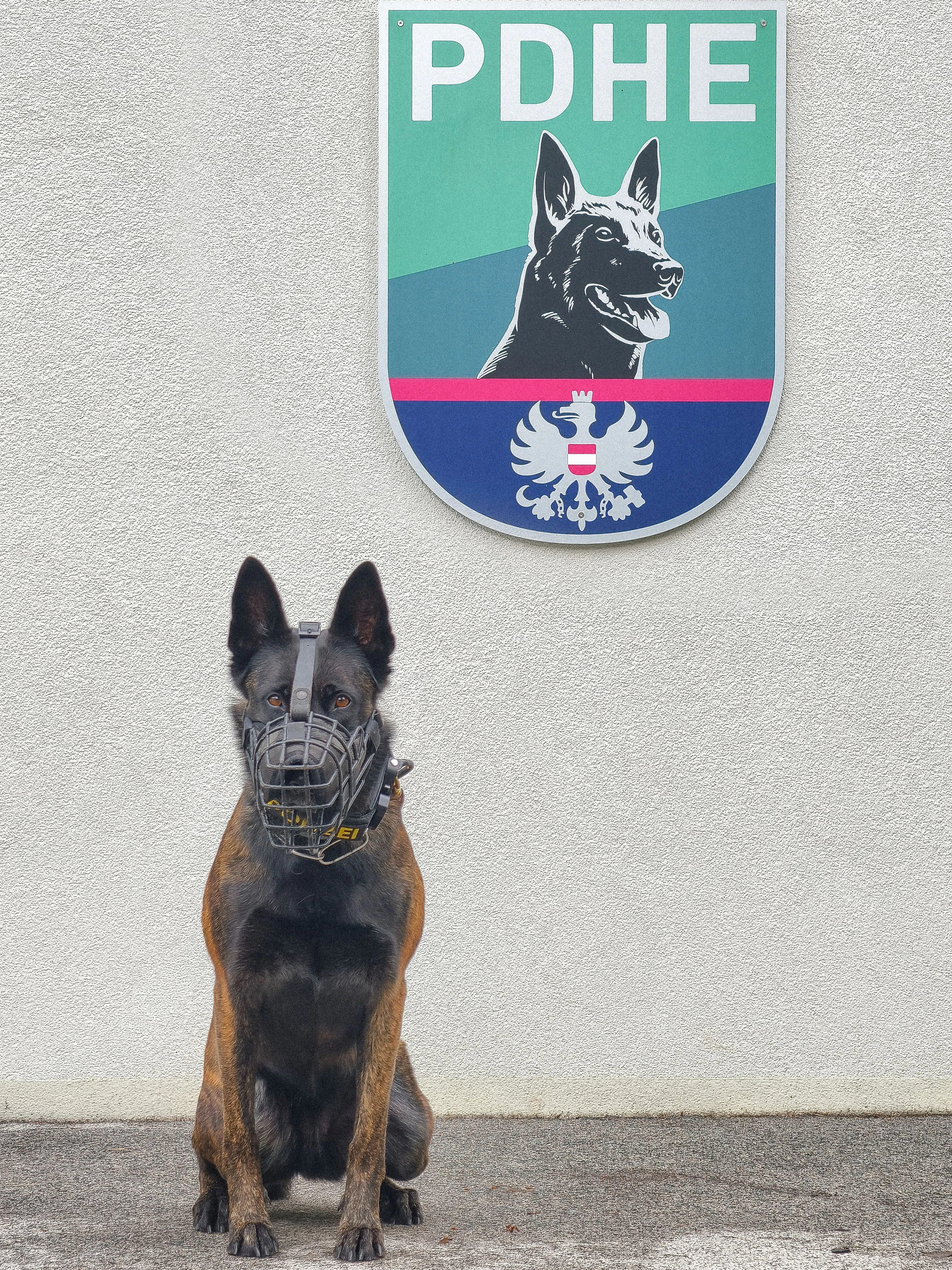Spezialspürhund "Karla" unterstützte die Einsatzkräfte.