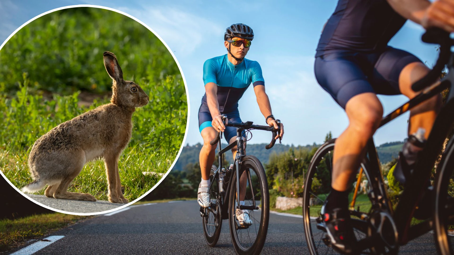Heute.at - Hase auf der Straße! Zwei Sportler nach Sturz im Spital