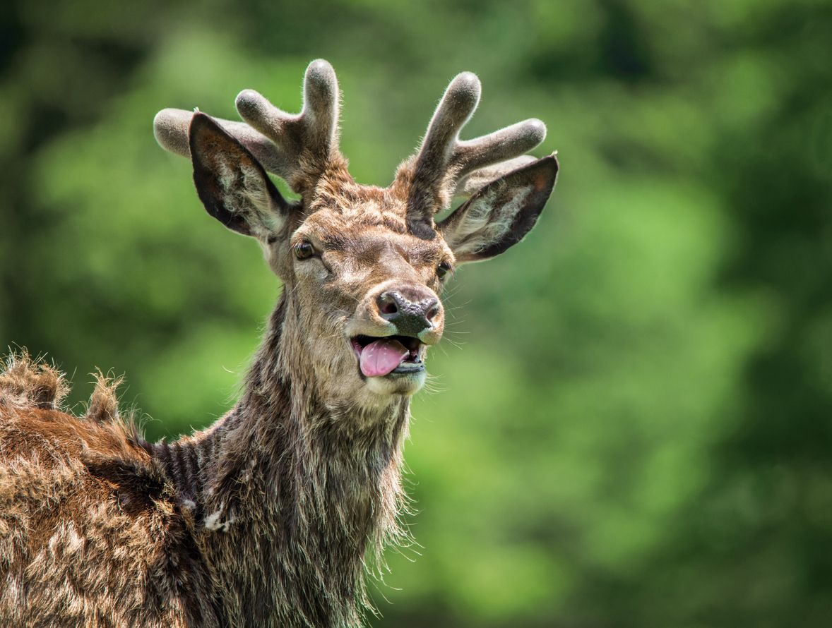 Heute.at - Wildtiere verdursten! Jetzt haben Jäger viel zu tun