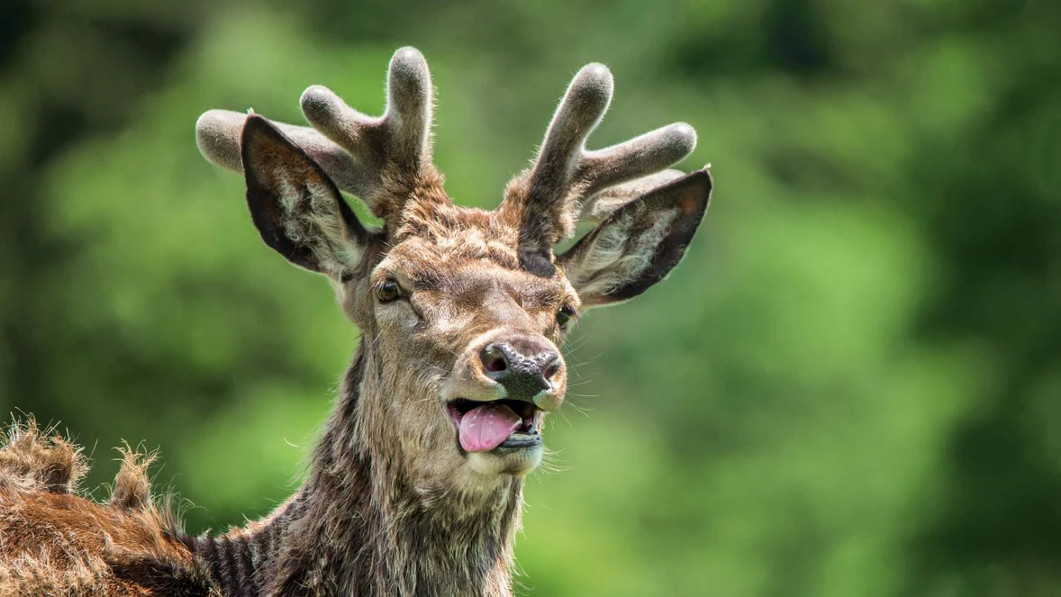 Auch Wildtiere leiden unter der anhaltenden Trockenheit. 