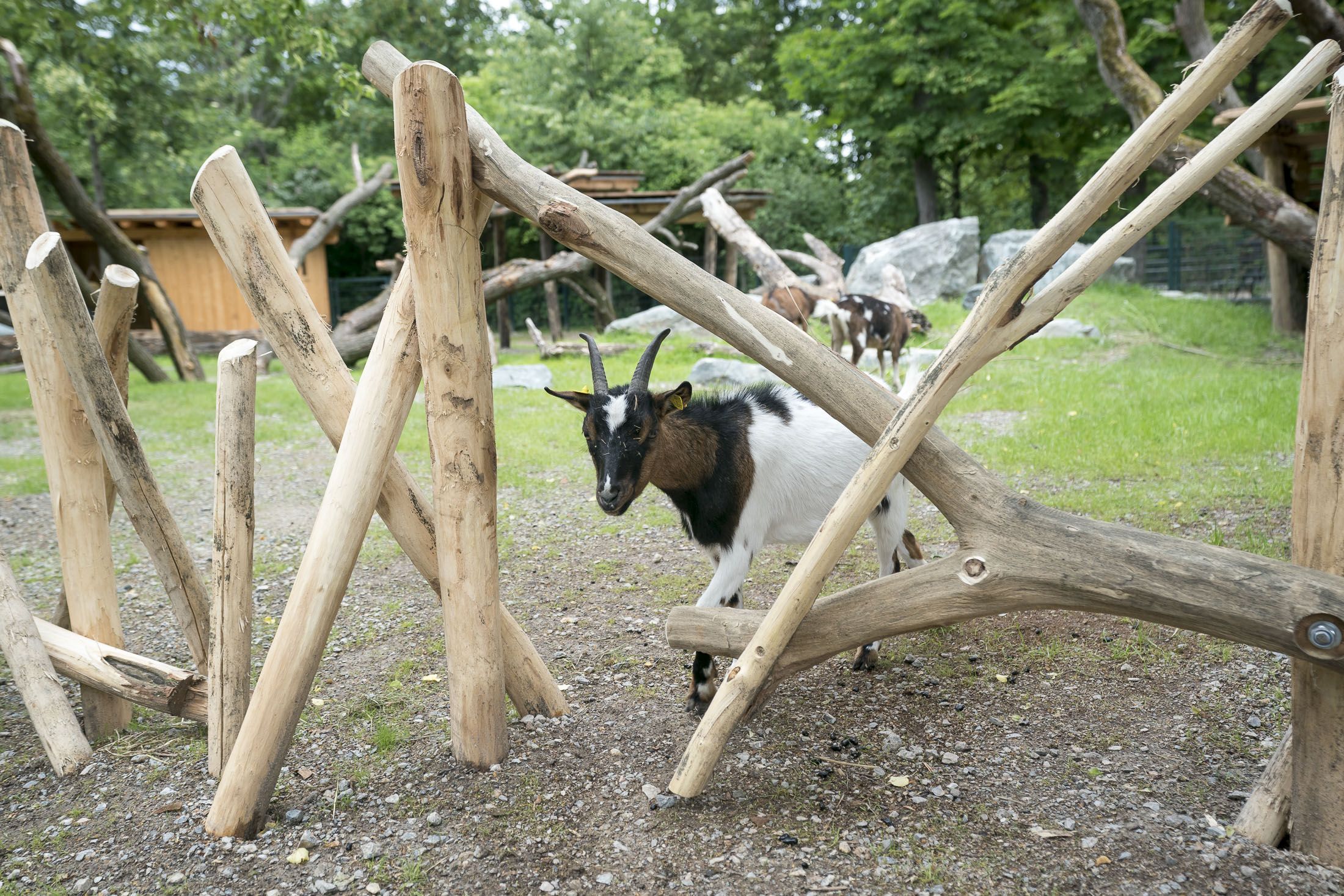 Jugendliche sollen Ziegen im Zoo belästigt haben