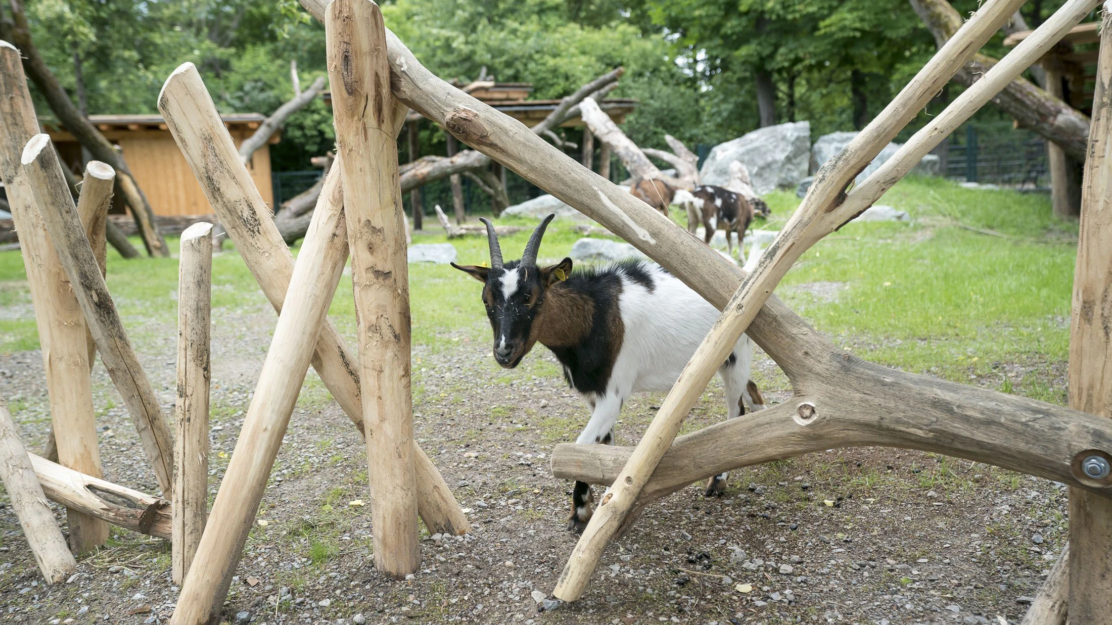 Heute.at - Besucherin alarmiert! Burschen belästigen Ziegen im Zoo