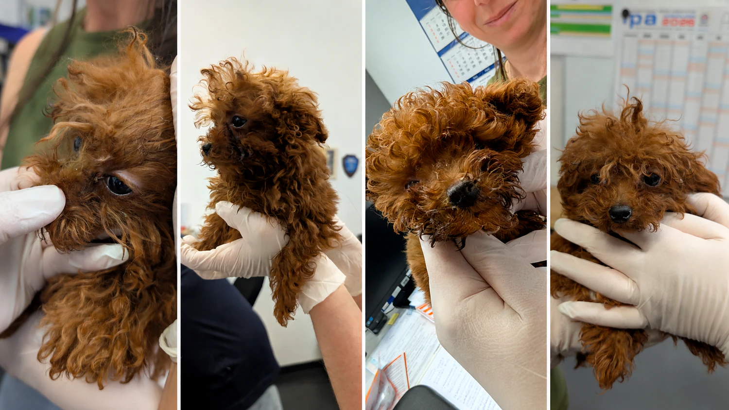 Am Flughafen Wien-Schwechat konnte der Zoll fünf gschmuggelte Hundewelpen retten.