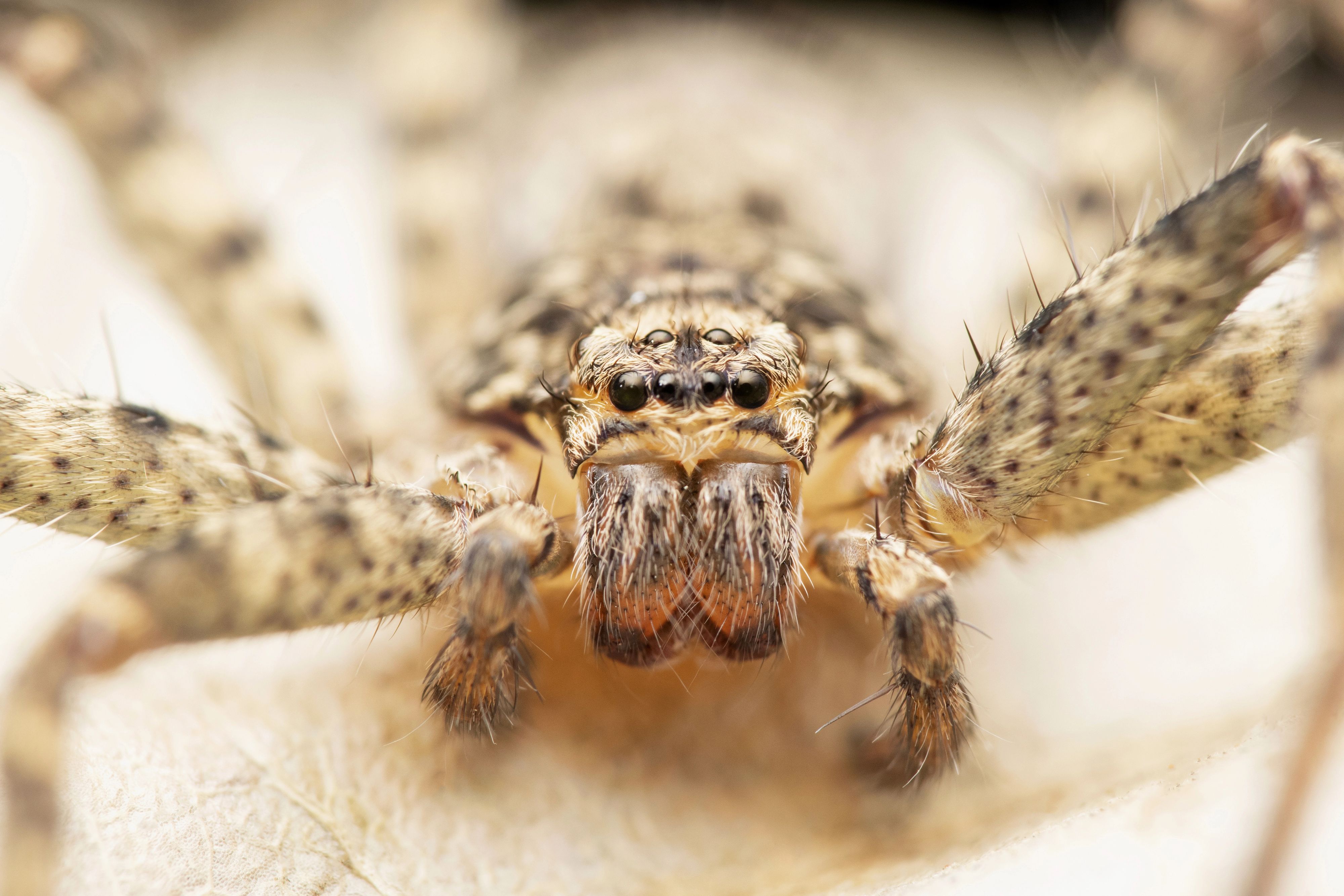 Schau mir in die Augen, Kleines: Heteropoda jugulans könnte die schnellste Spinne der Welt sein.