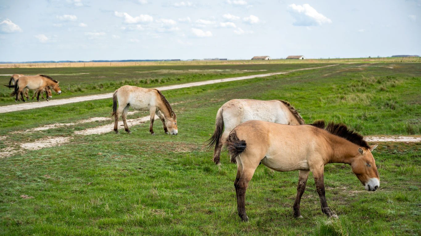 Die (unaussprechlichen) Przewalski-Pferde sind zurück in der freien Wildbahn. 