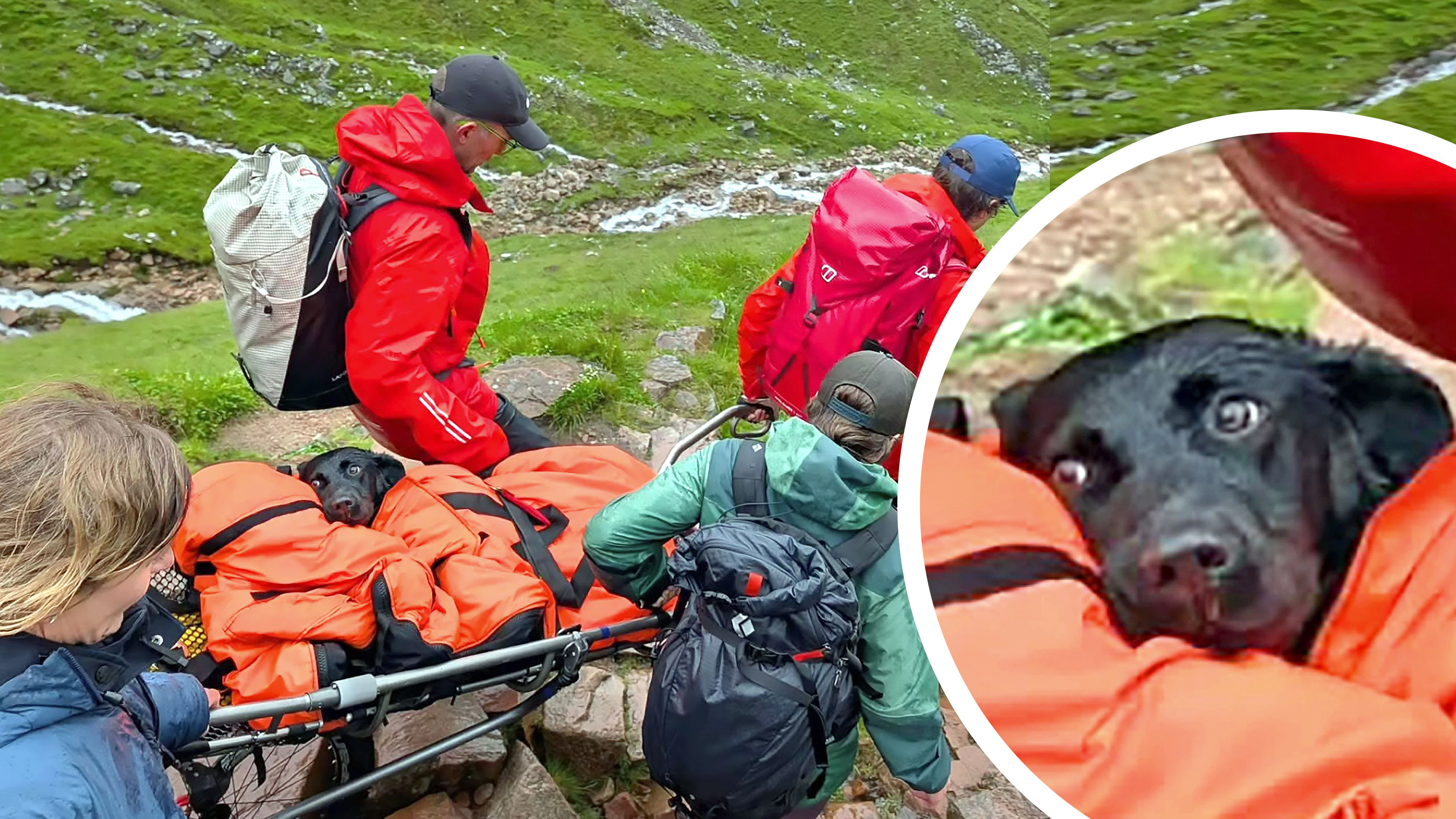 Heute.at - Bekiffter Labrador muss vom Berg getragen werden