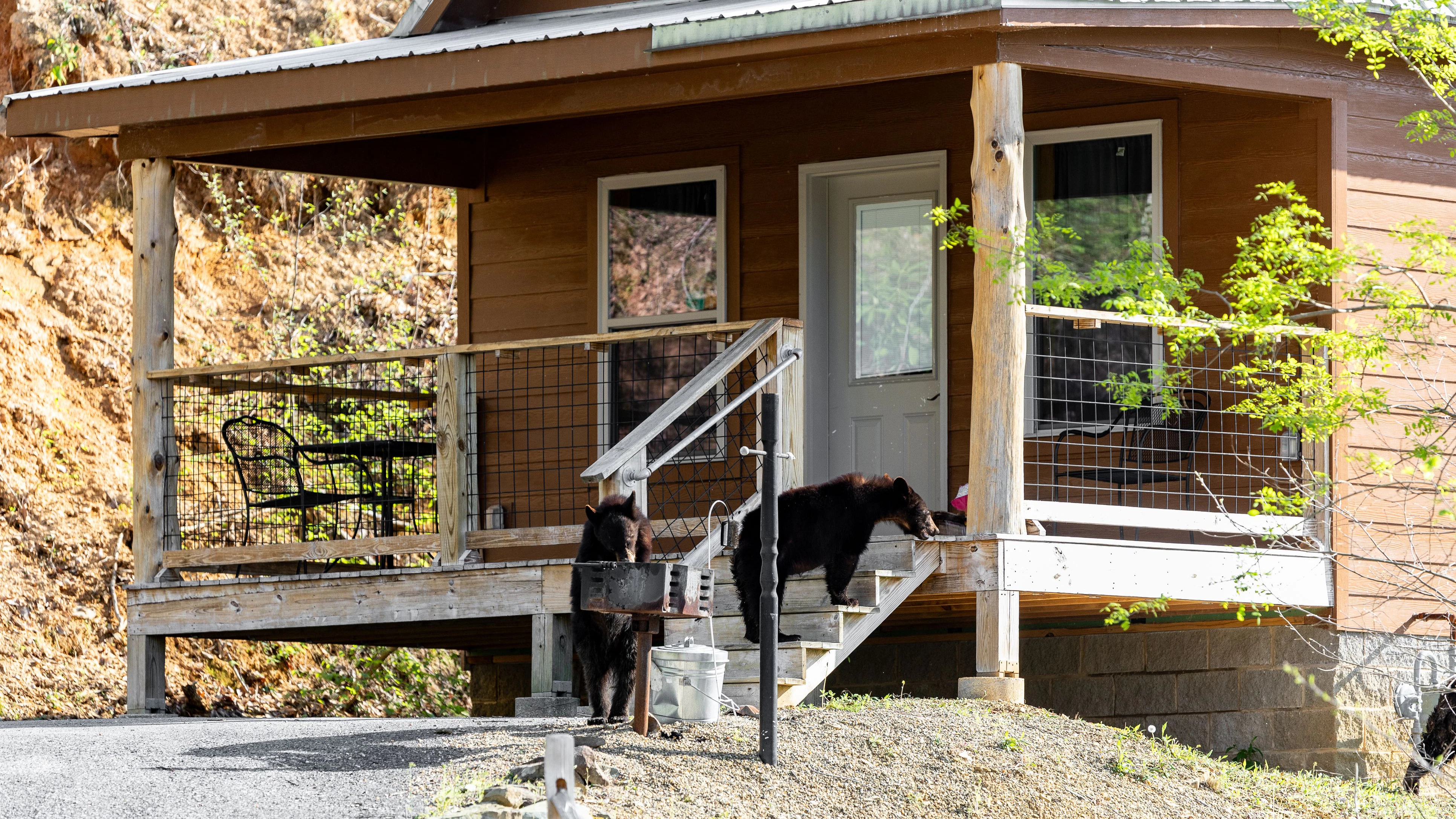 Eine japanische Familie bekam einen unbebeten tierischen Gast. 