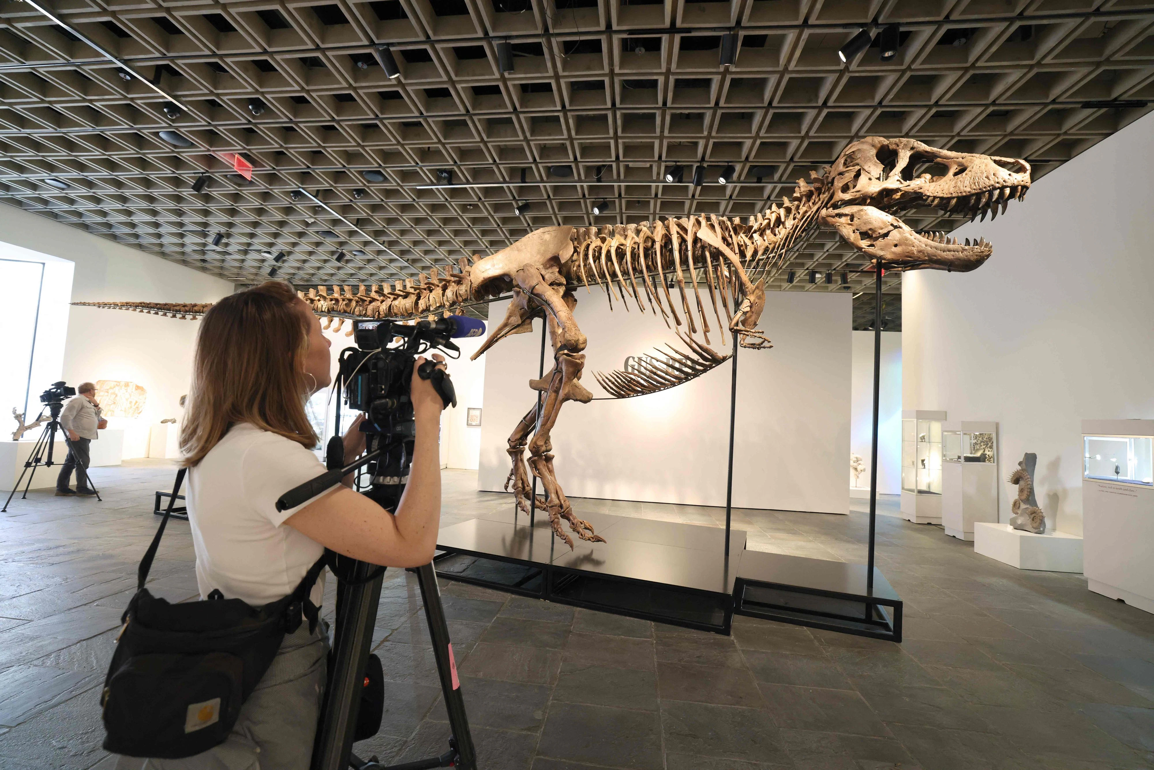 183 Knochen des Tyrannosaurus Rex konnten ausgegraben und wieder zusammengeführt werden
