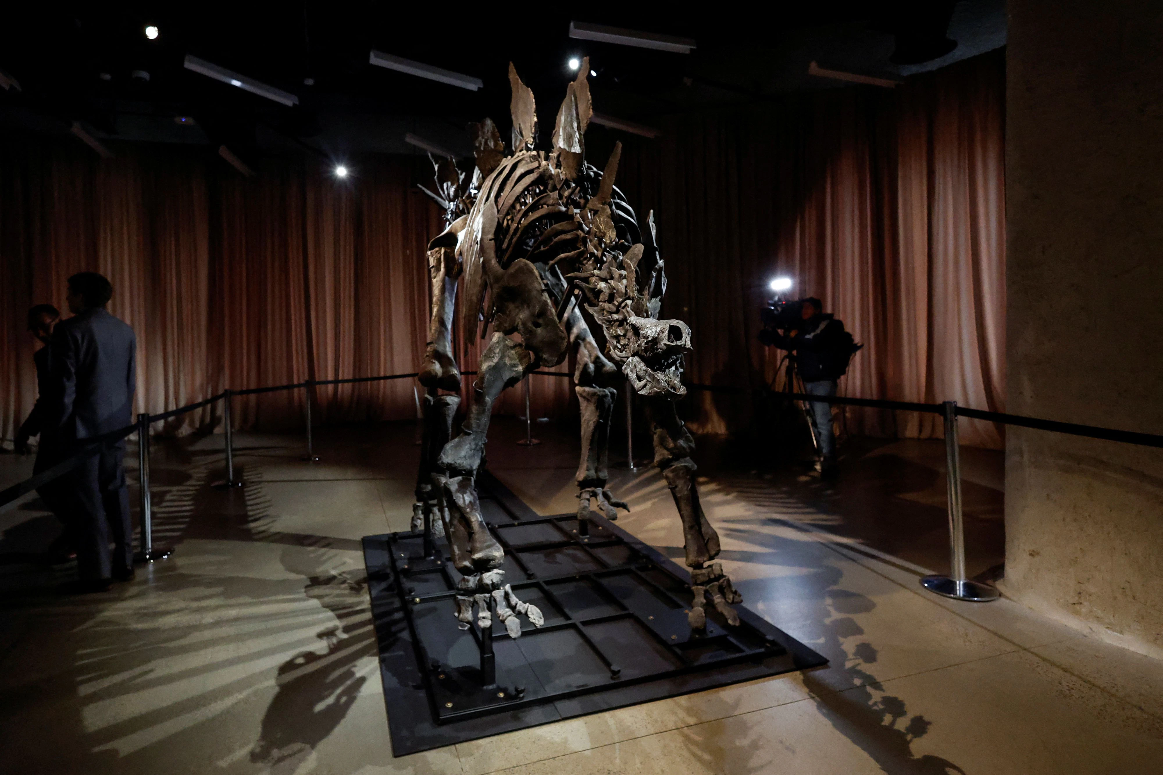 Der bisherige Rekordhalter: Ein Stegosaurus-Skelett namens "Apex", das 2024 für 44,6 Millionen Dollar (39 Mio. Euro) versteigert worden war