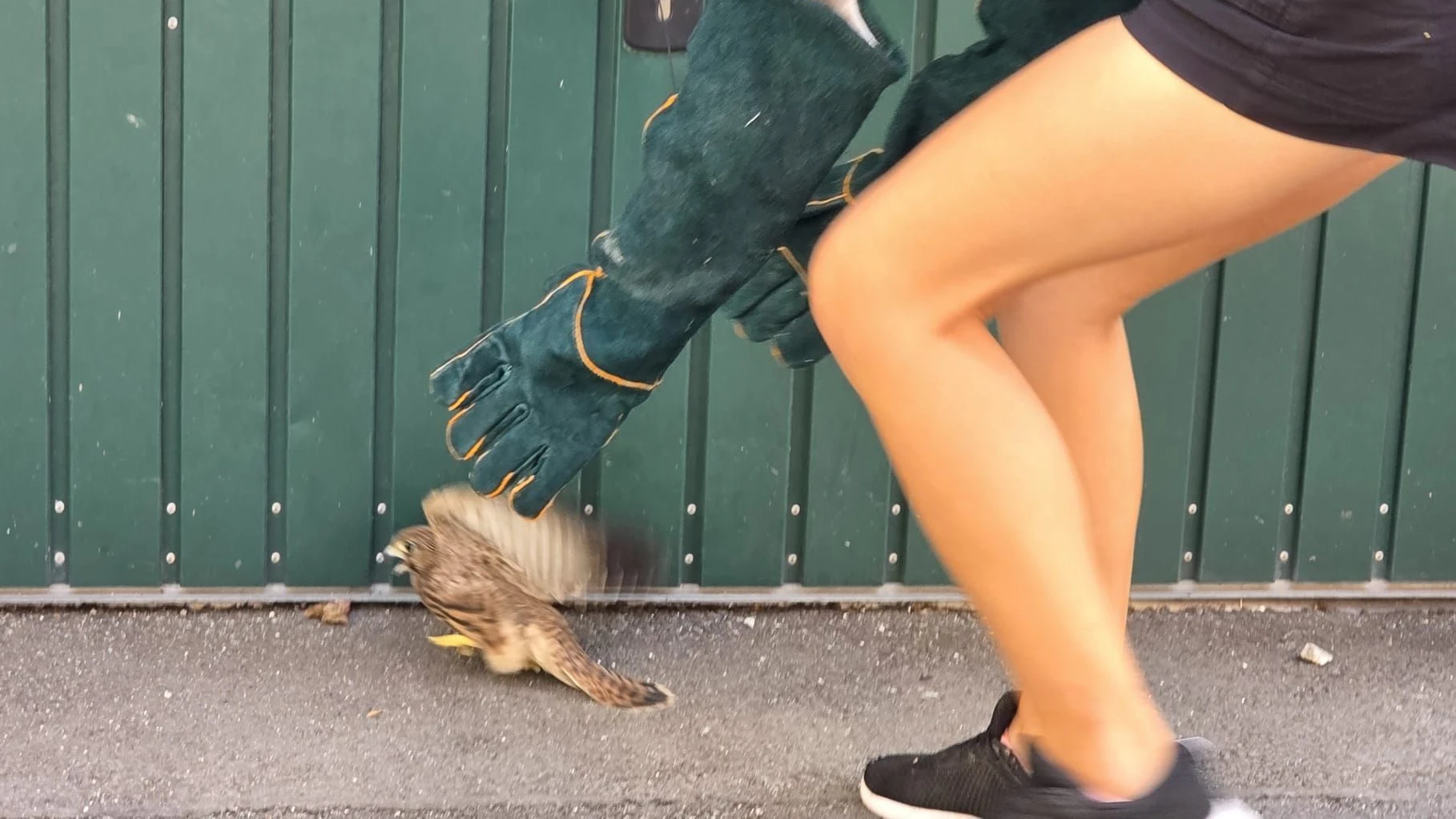 Selina schnappte den Falken und brachte ihn zur Greifvogelstation in Ebelsberg.