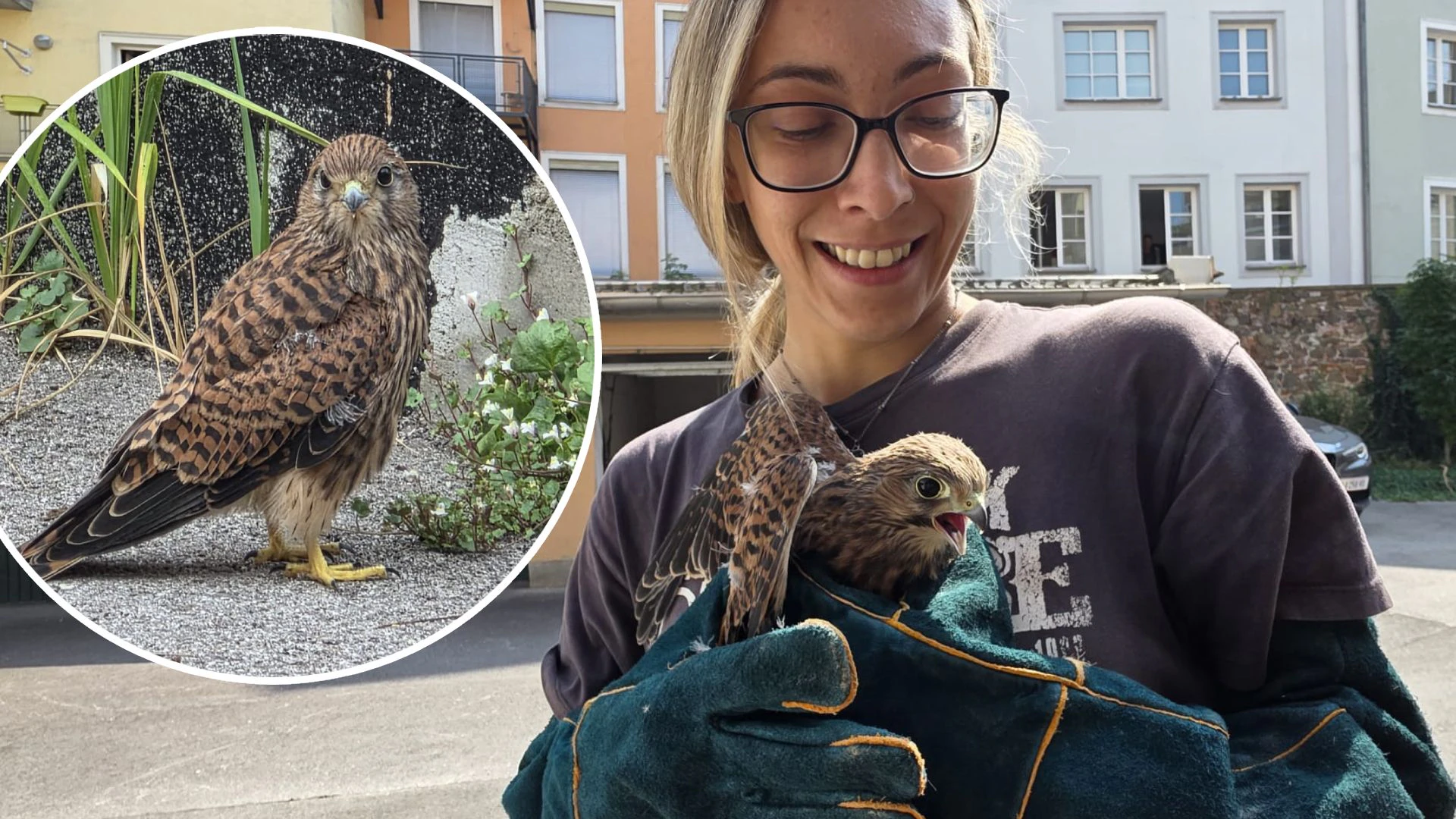 Selina von den SOS Tierhelfern Linz schnappte sich den wohl verletzten Falken.