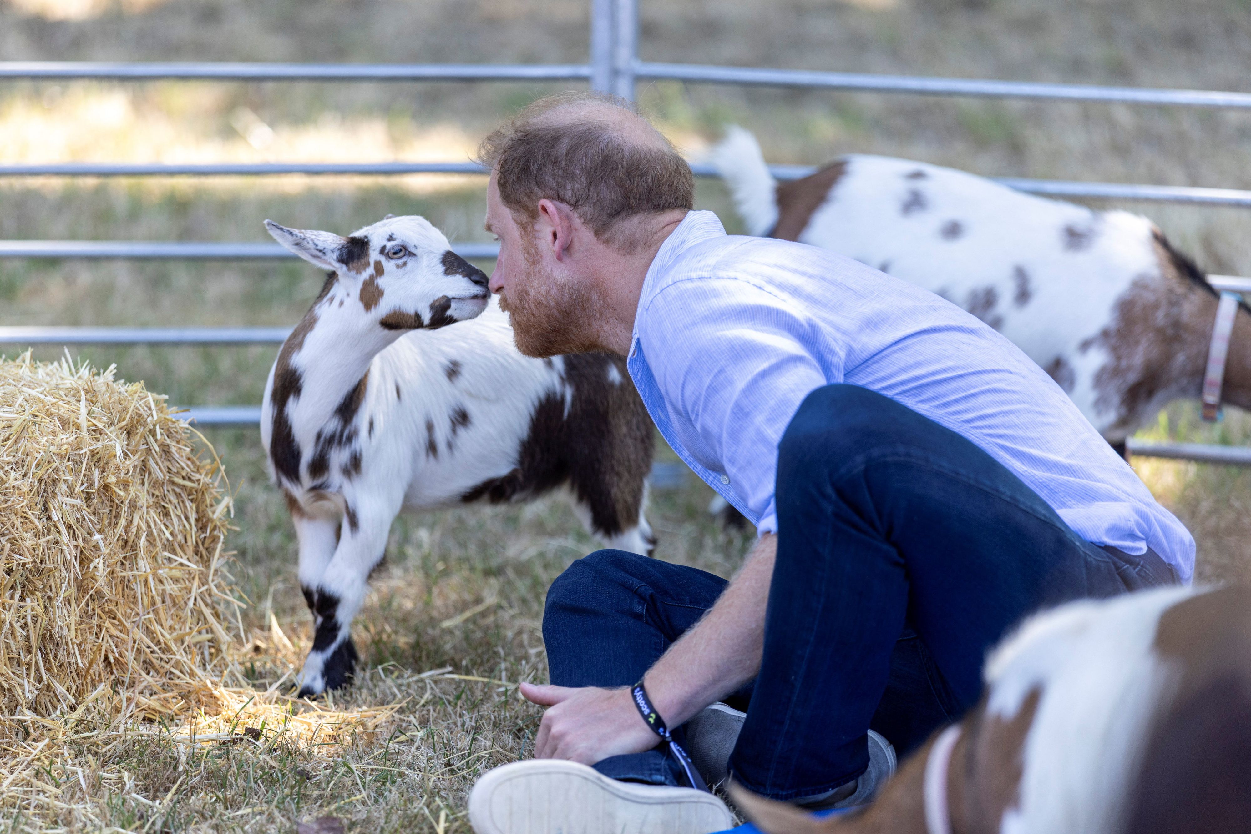 Prinz Harry beim Ziegenyoga während des 