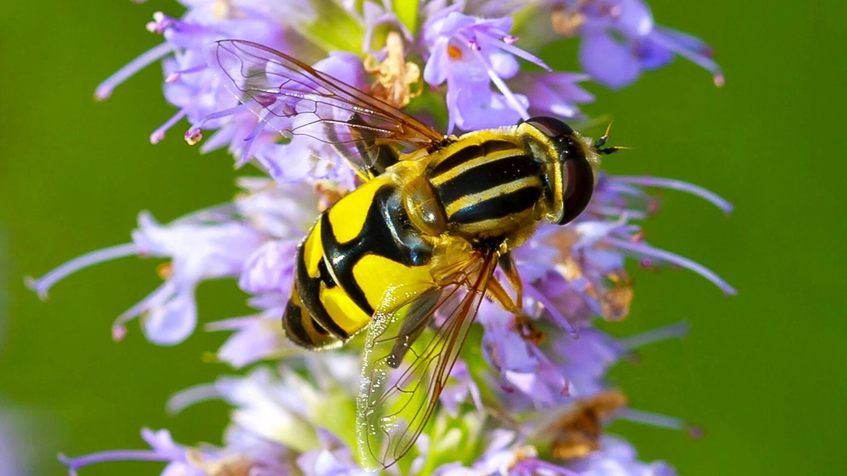 Die Schwebfliege ist besonders betroffen. 
