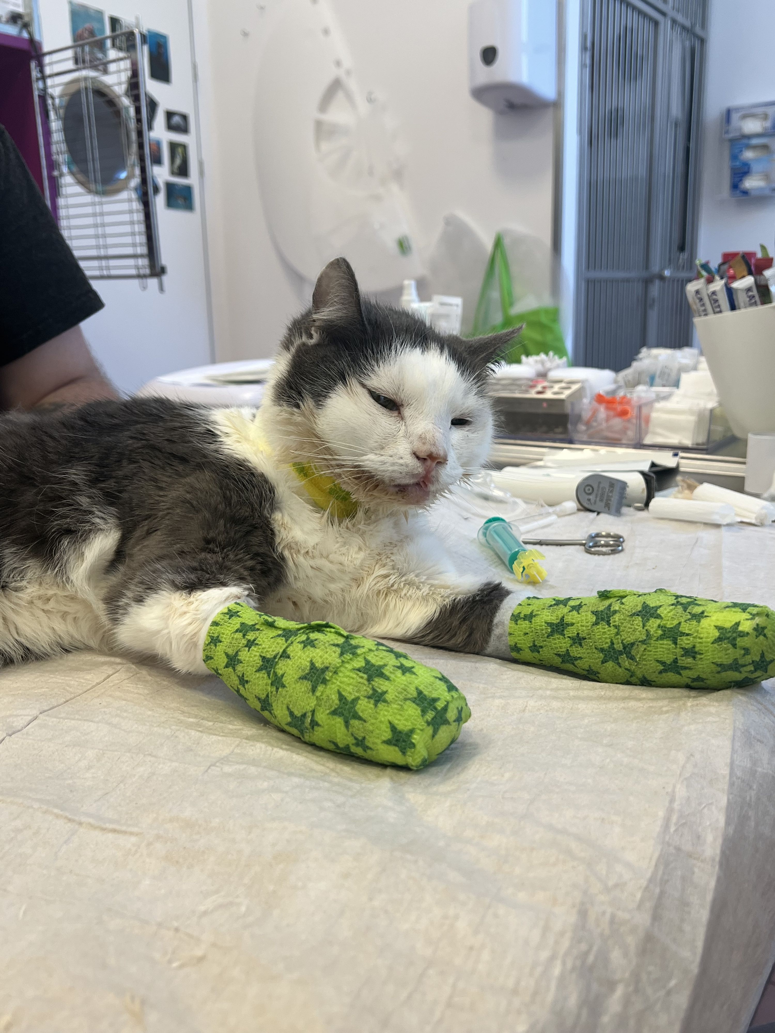 Beide Pfoten und das Kiefer sind gebrochen, Kater Gregor musste notoperiert werden.