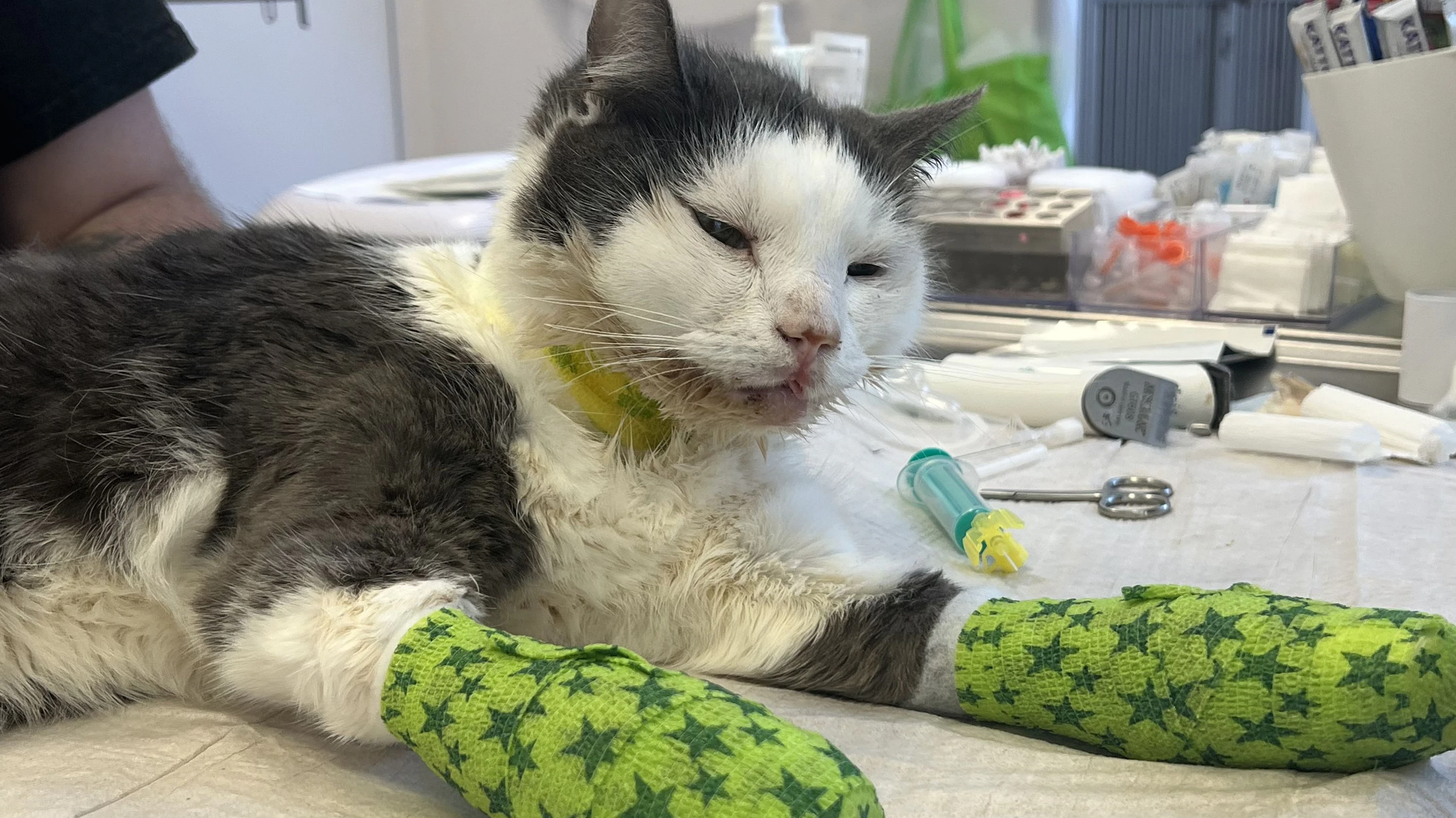 Kater Gregor aus Fenster gestürzt – Pfoten und Kiefer gebrochen!