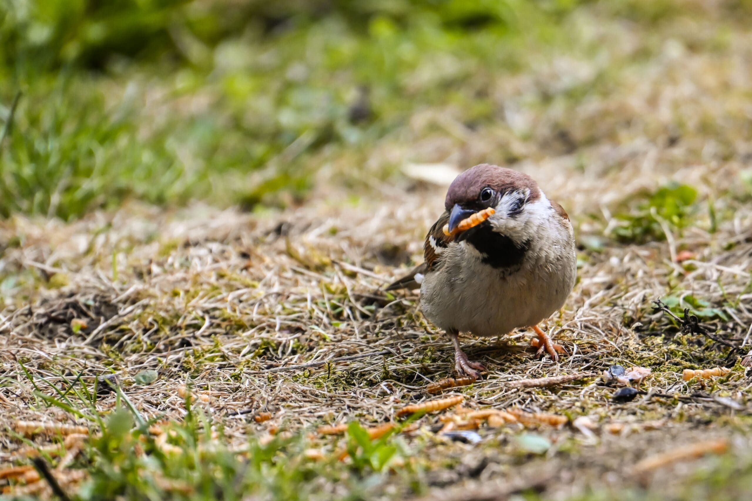 Nicht nur unsere Vögel, Igel und Fledermäuse brauchen Insekten.