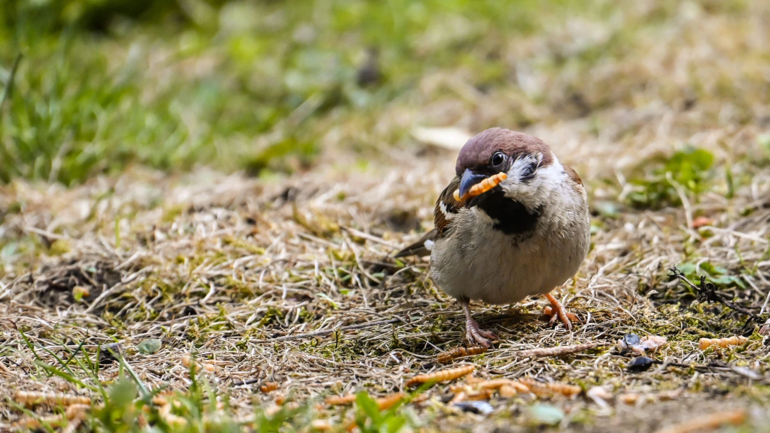Heute.at - Deshalb sind Vogel, Fledermaus und Igel immer hungrig