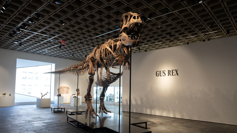 Ein hervorragend erhaltenes T-Rex-Skelett hat in der Nacht auf Mittwoch bei einer Auktion in New York alle Rekorde gebrochen. Das 67 Millionen Jahre alte Fossil namens 