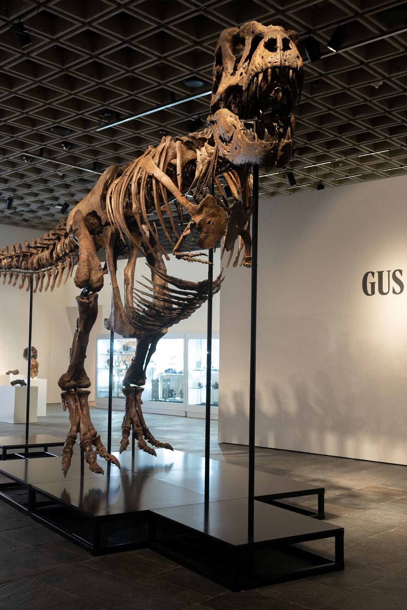 Eines der besterhaltenen T-Rex-Skelette, die je gefunden wurden: "Gus" in den Schauräumen von Sotheby's New York, das Fossil brachte am Dienstag 50,1 Millionen Dollar