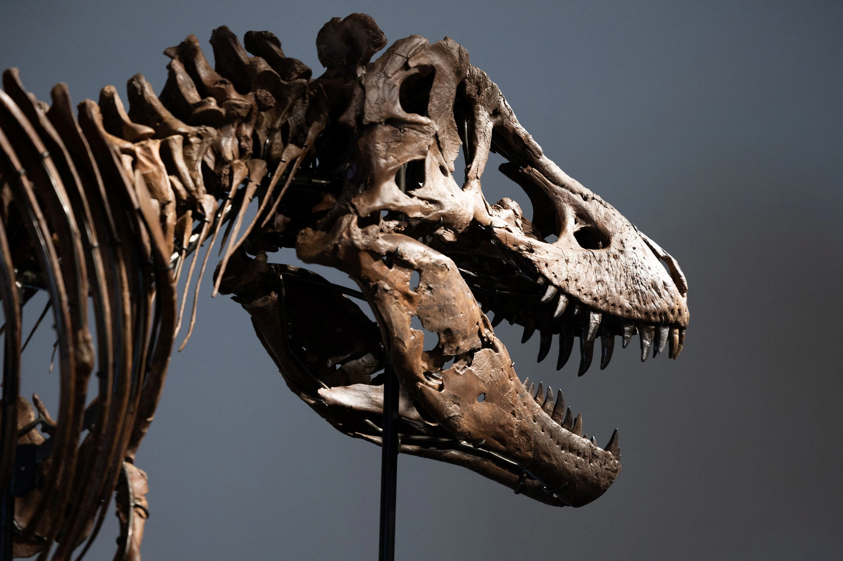 Besonders beeindruckend: die Zahnreihen des Dinosauriers