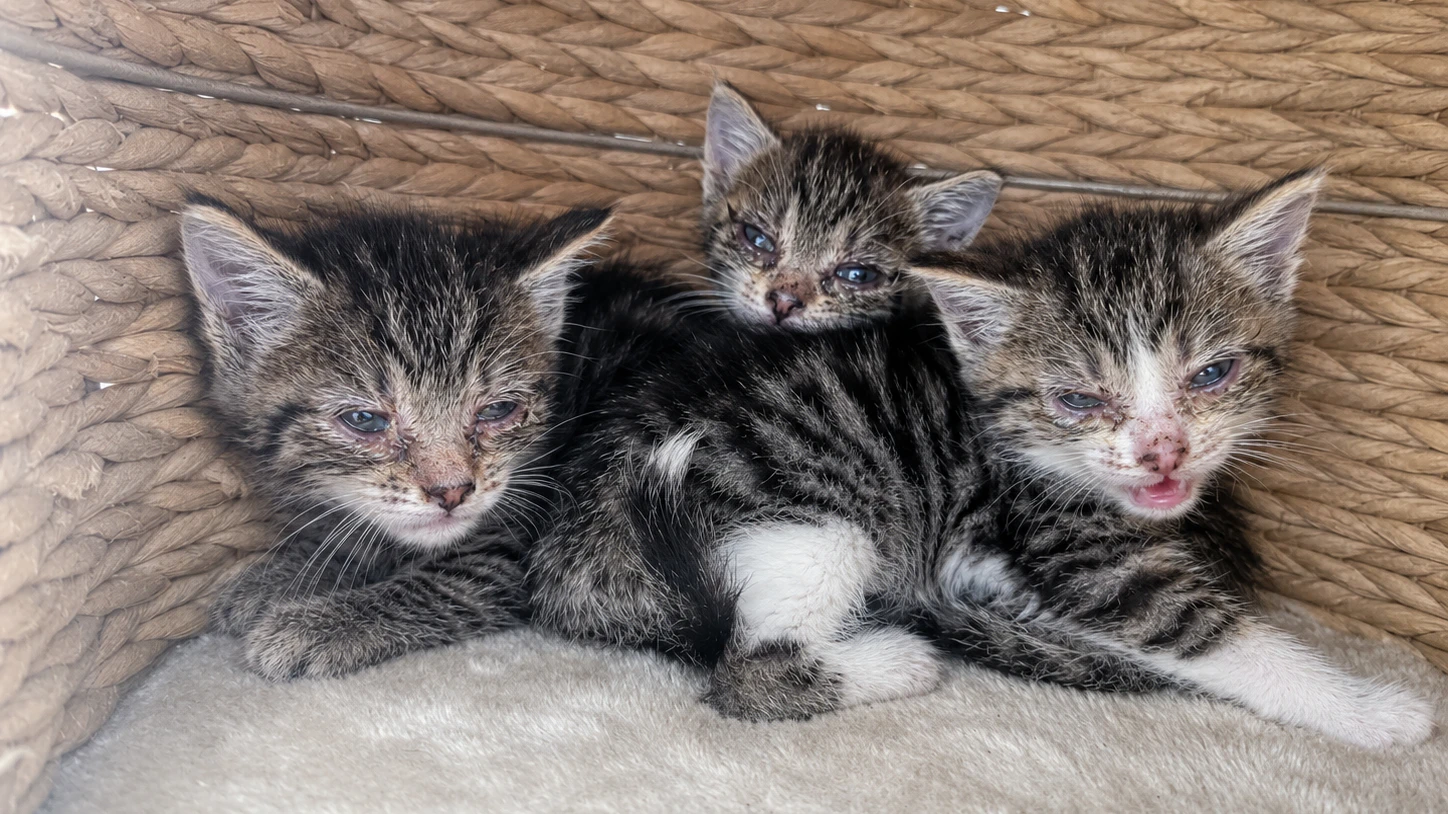 Heute.at - Allein und sehr krank - Katzenkinder brauchen dich
