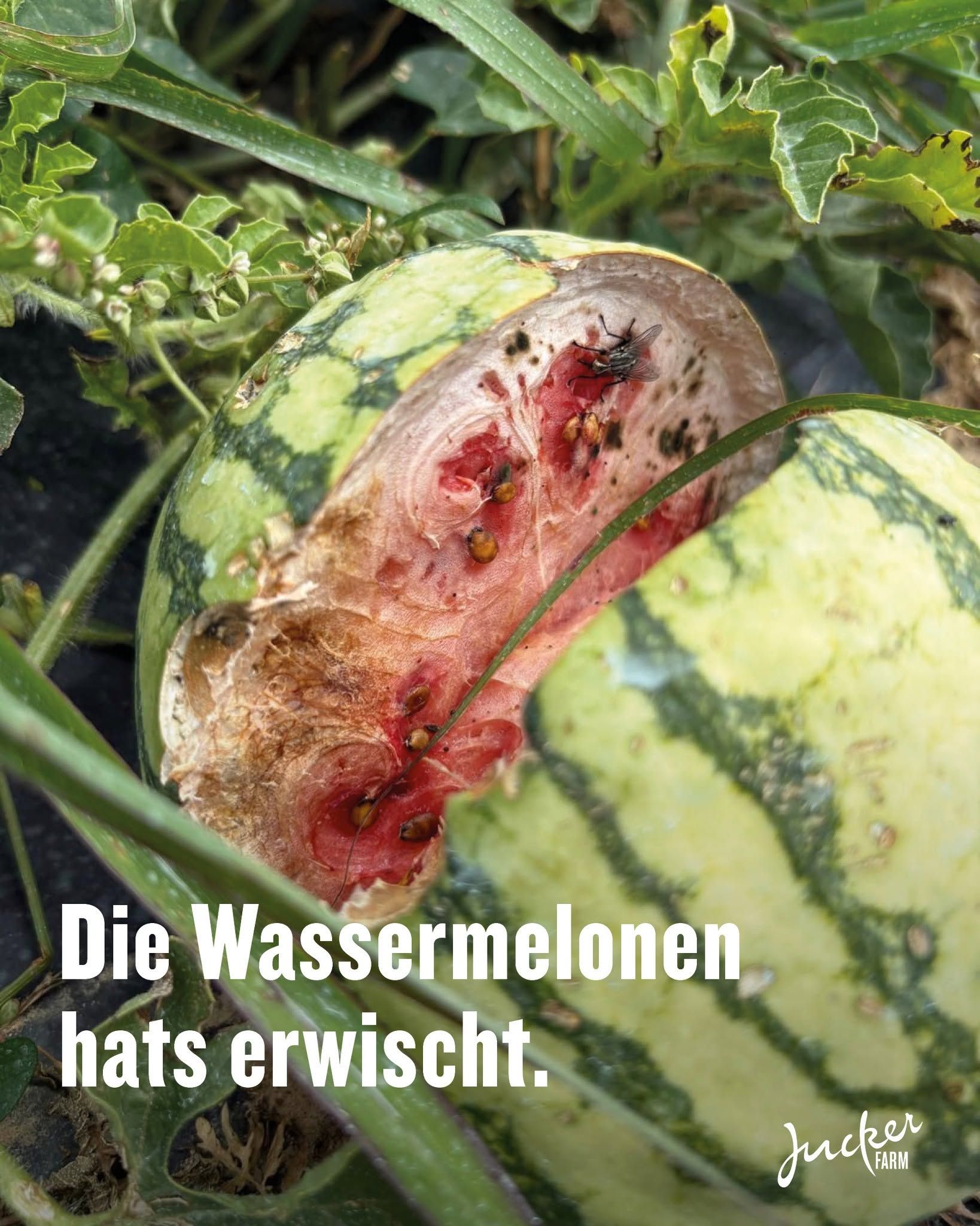 Die Wassermelonen hat's erwischt