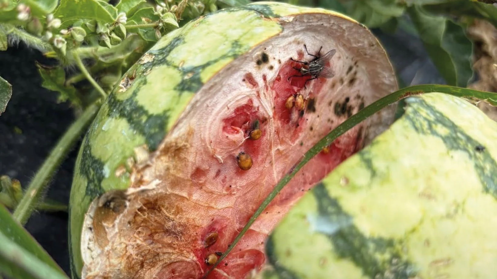 Die Wassermelonen hat's erwischt
