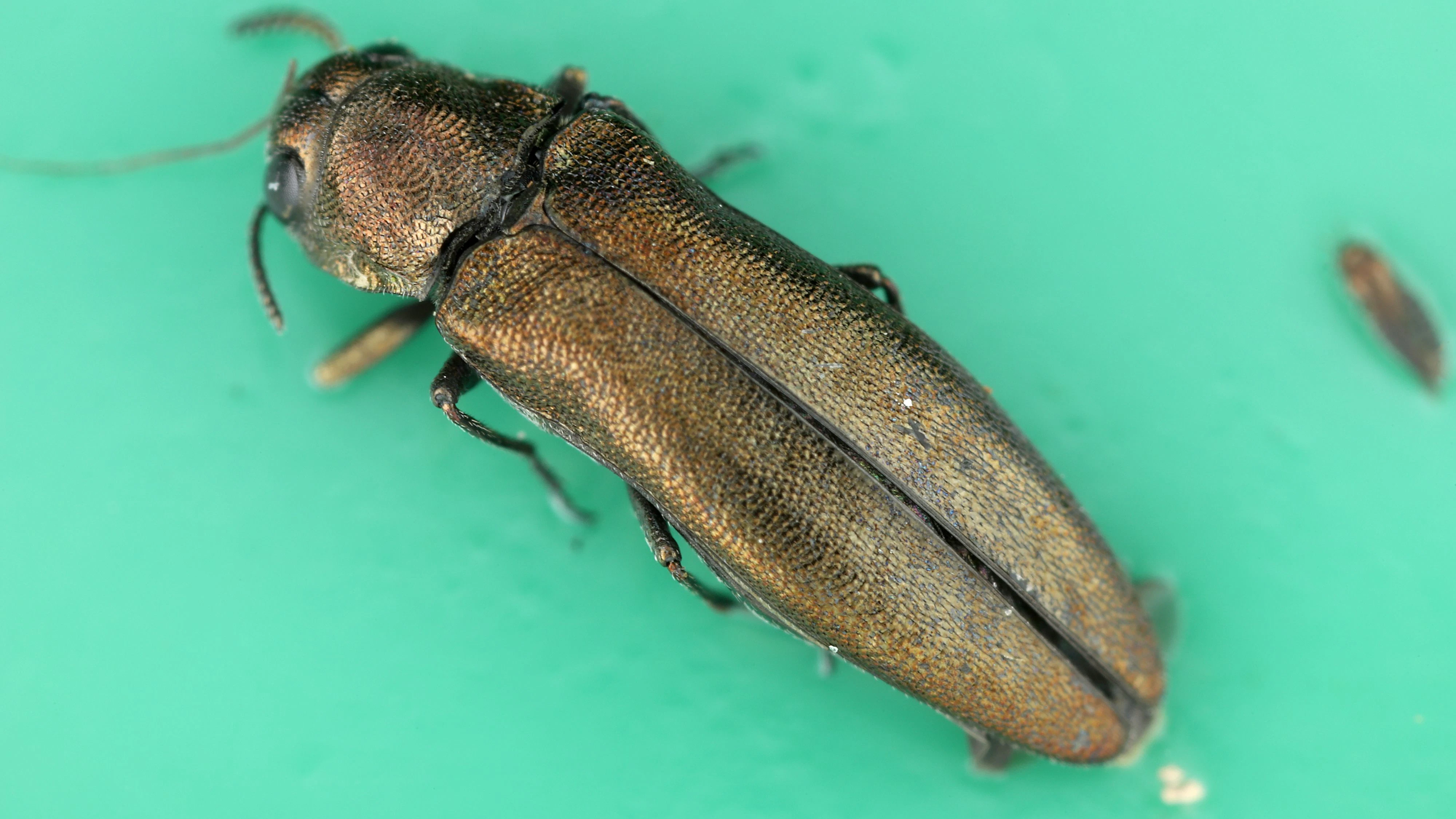 Der Asiatische Eschenprachtkäfer (Agrilus planipennis, Emerald Ash Borer, EAB) ist erstmals in der EU nachgewiesen worden.