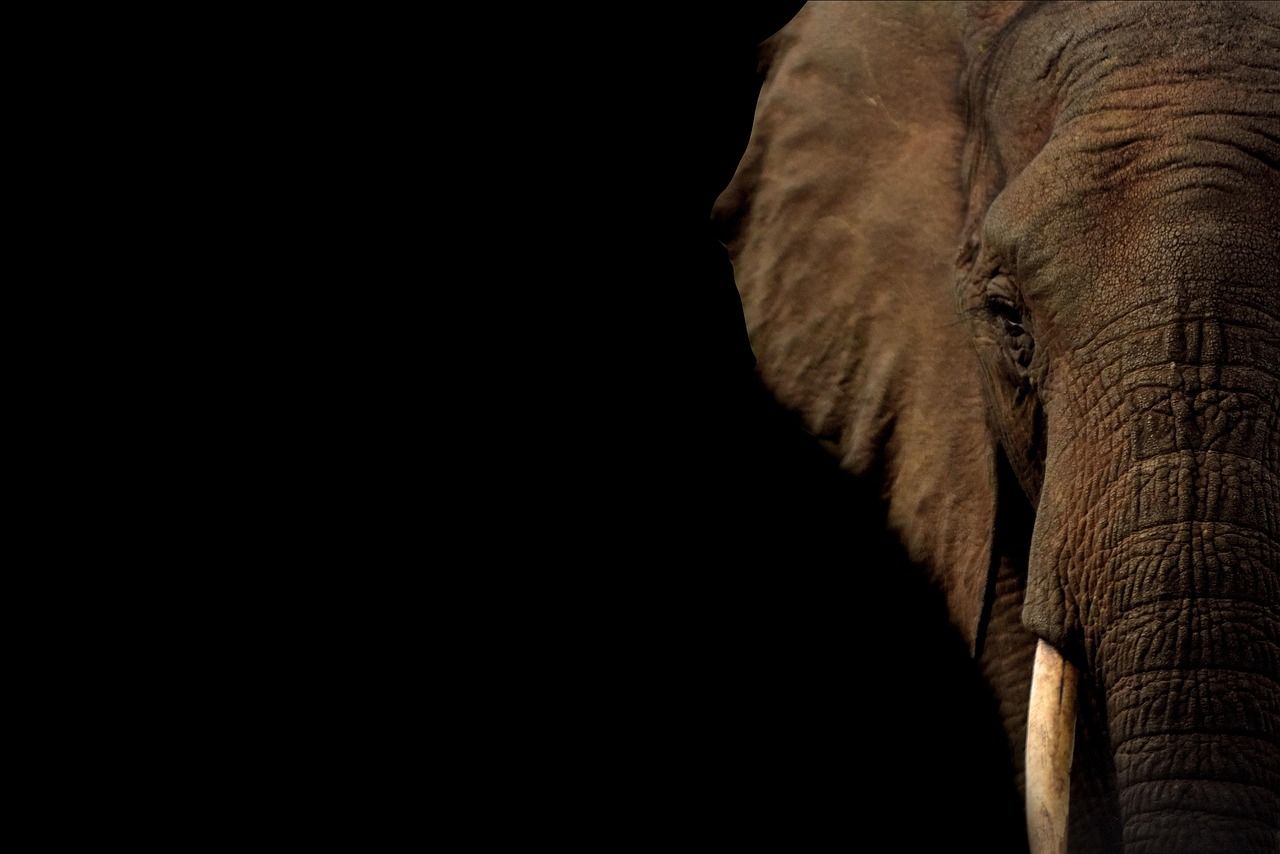 Elefant mit Stoßzahn