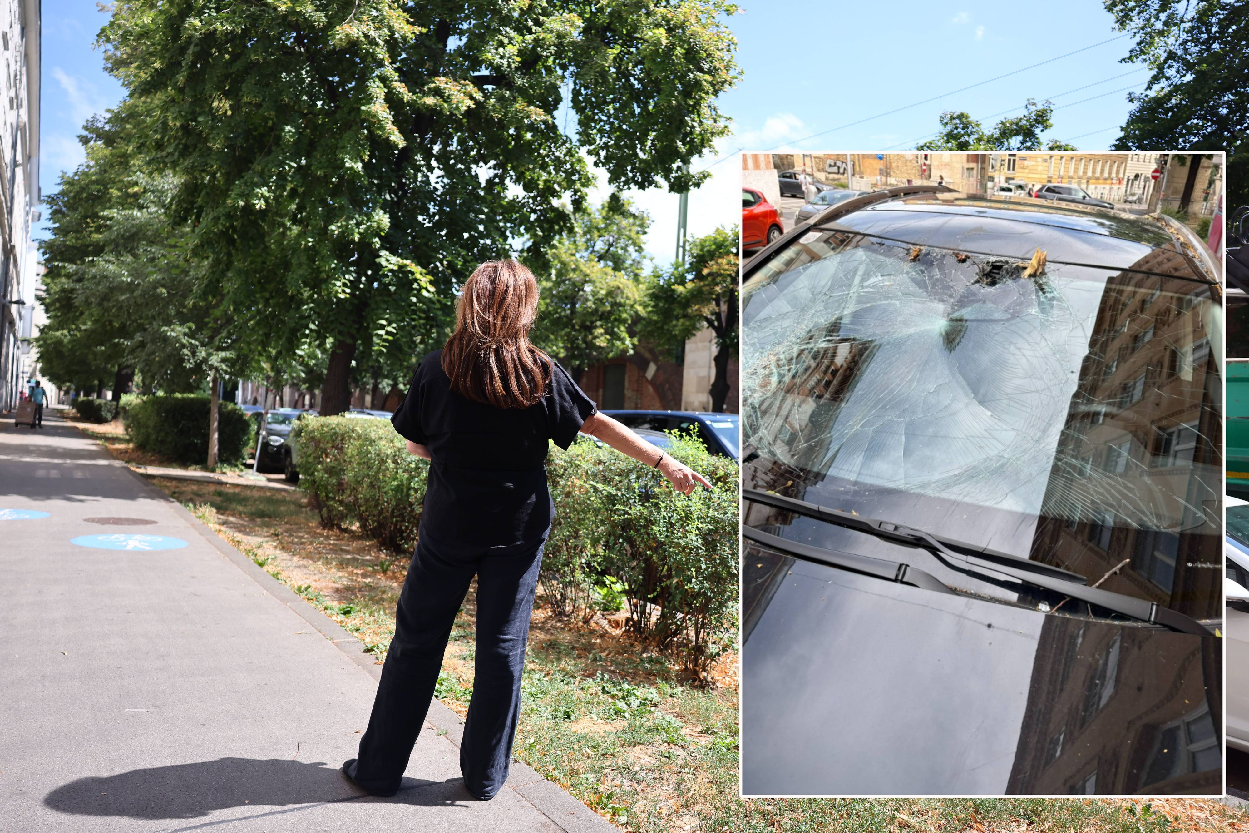 Der Baum krachte auf das Auto von Tamara S., ein Ast bohrte sich sogar durch die Windschutzscheibe.