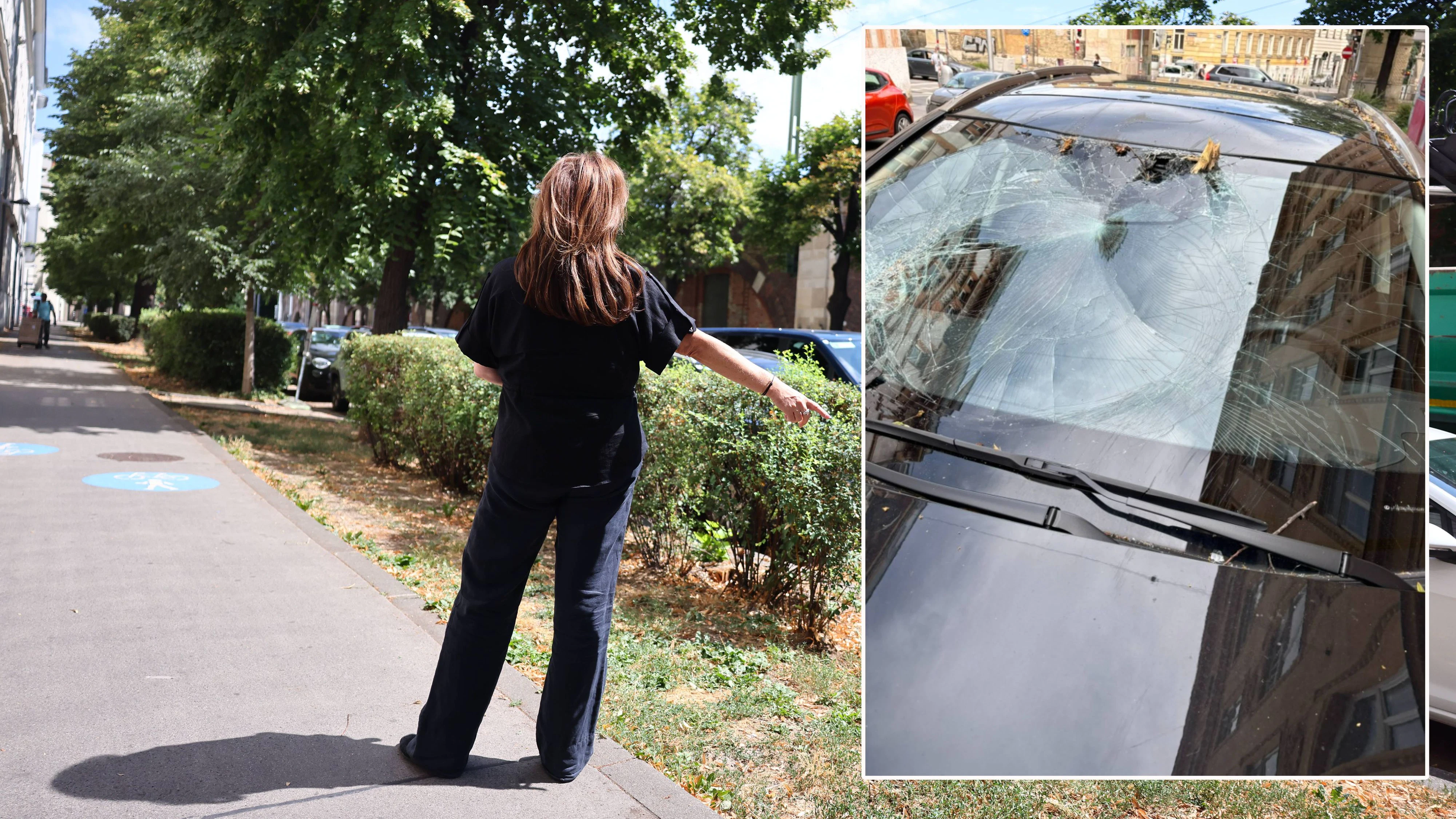 Baum stürzt auf fahrendes Auto – Stadt übernimmt Schaden nicht