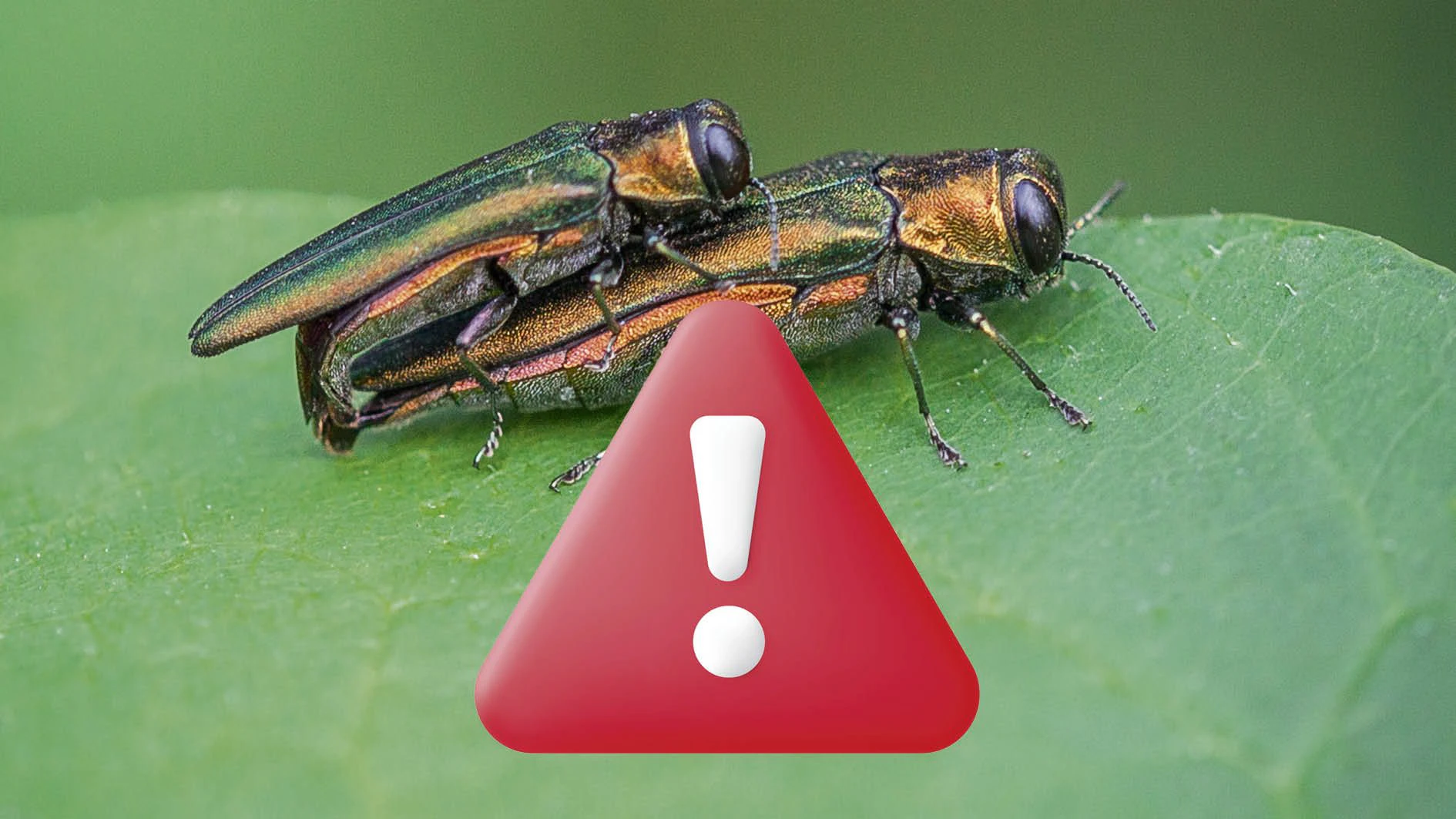Asiatischer Eschenprachtkäfer (Agrilus planipennis), hier bei der Paarung.