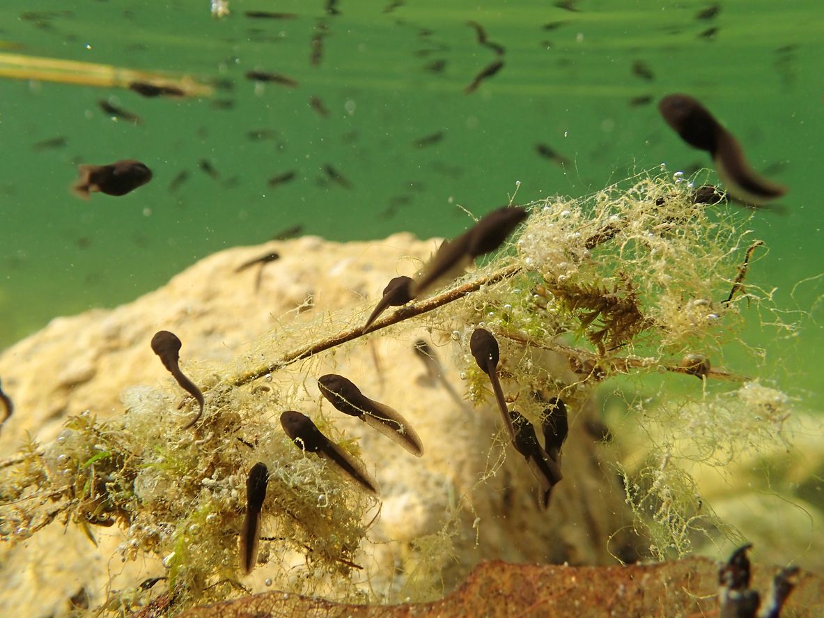 Die Kaulquappen der Iberischen Wechselkröte ernähren sich normalerweise von Wasserflöhen, Kleinkrebsen oder kleinen Schnecken, doch in einer Hitzewelle fressen sie vermehrt Pflanzen.