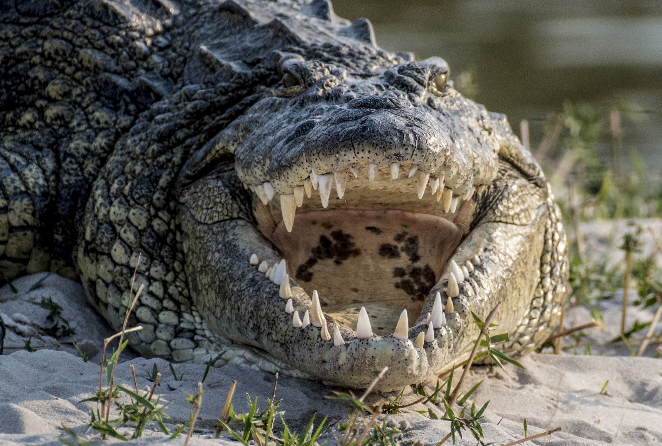 Tja, mit einem Krokodil legt man sich vielleicht doch lieber nicht an, oder? 
