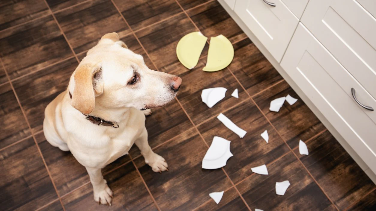 Der Labrador "Bo" verursachte den Brand indem er den Toaster einschaltete. 