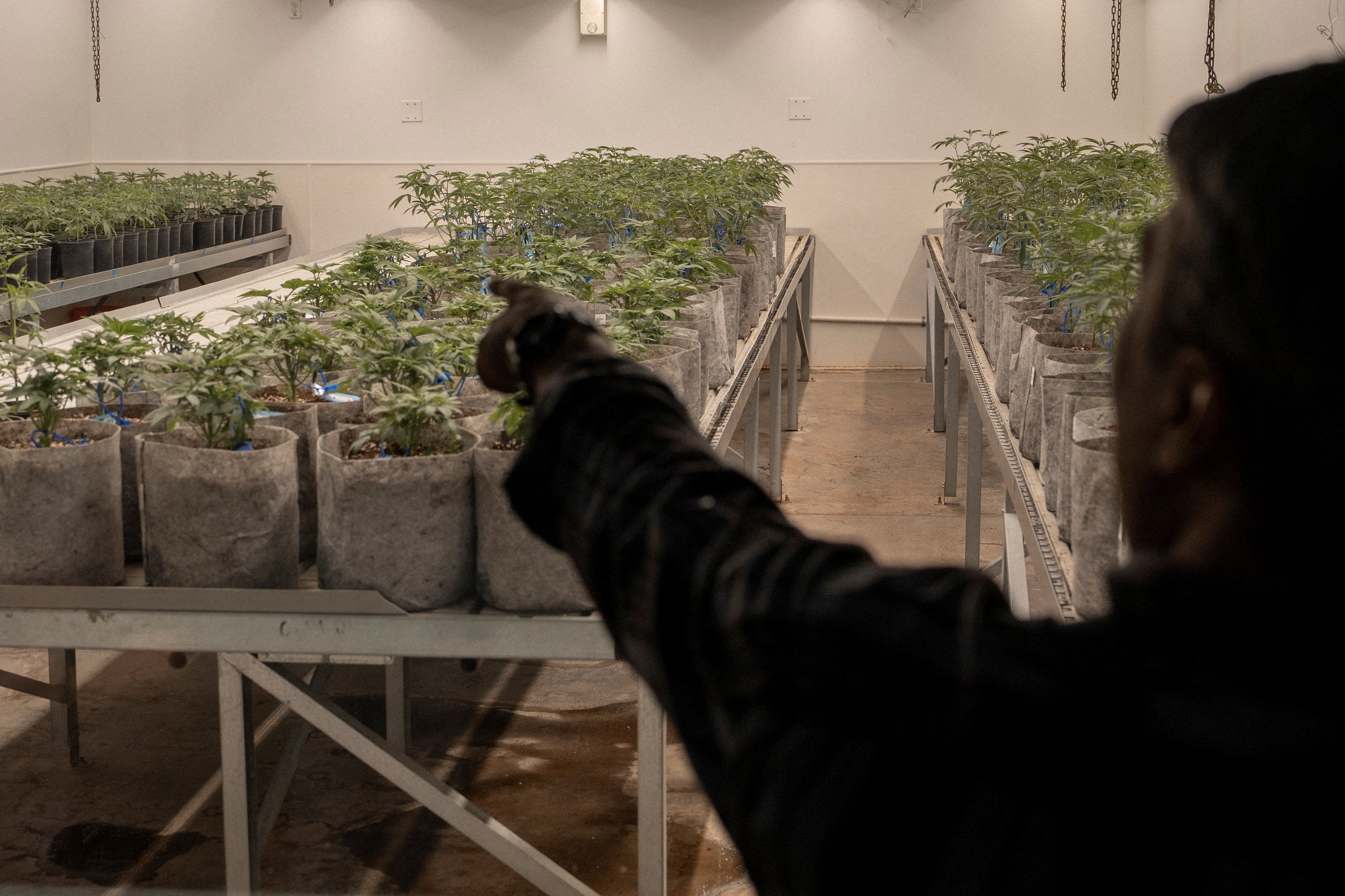 Während Nordafrikaner die Innsbrucker Drogenszene dominieren, werden Cannabis-Plantagen vor allem von Einheimischen betrieben.